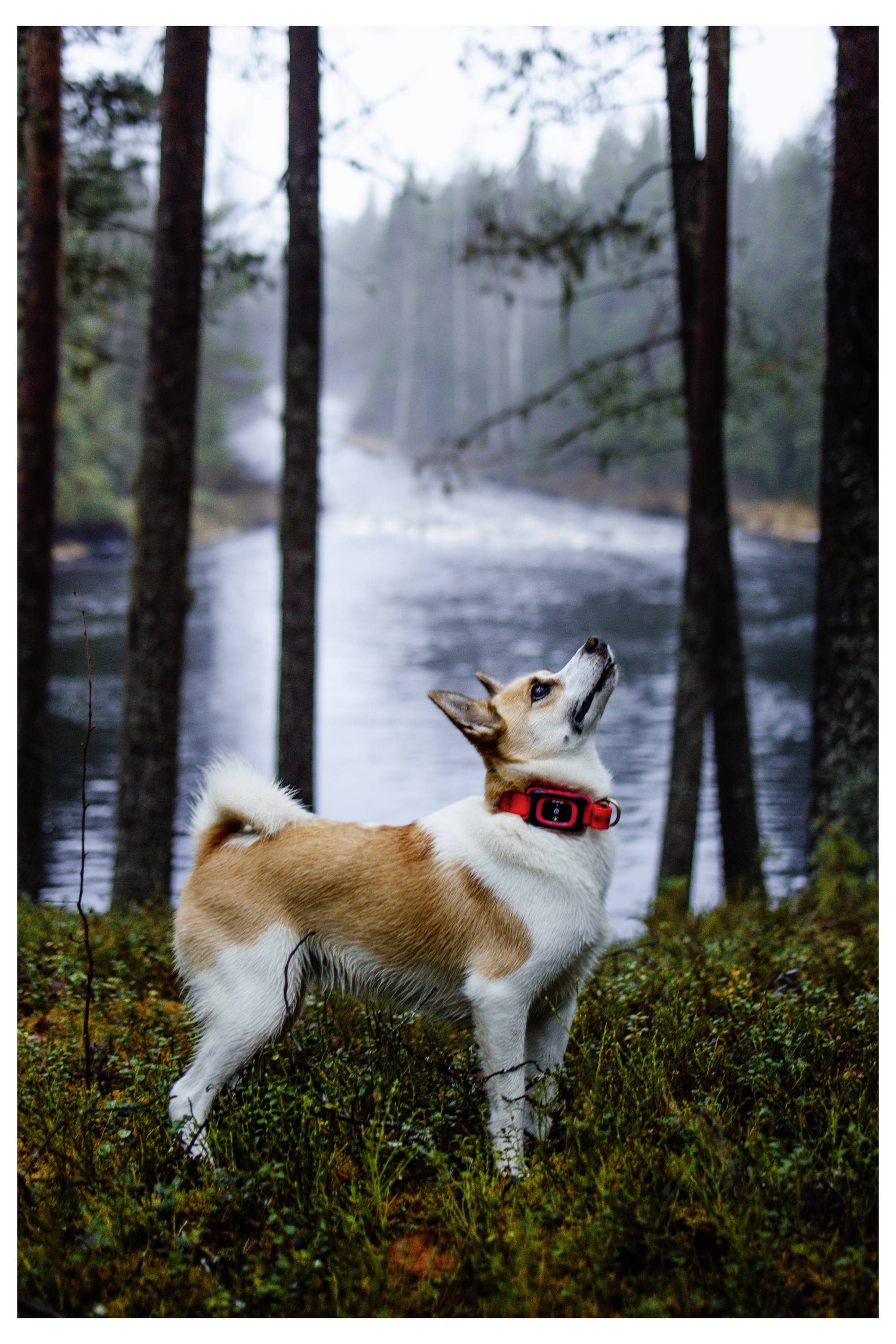 Ein Hund mit einem roten Halsband steht aufmerksam auf einem grasigen Ufer, umgeben von hohen Bäumen, mit einem Fluss, der im Hintergrund fließt.