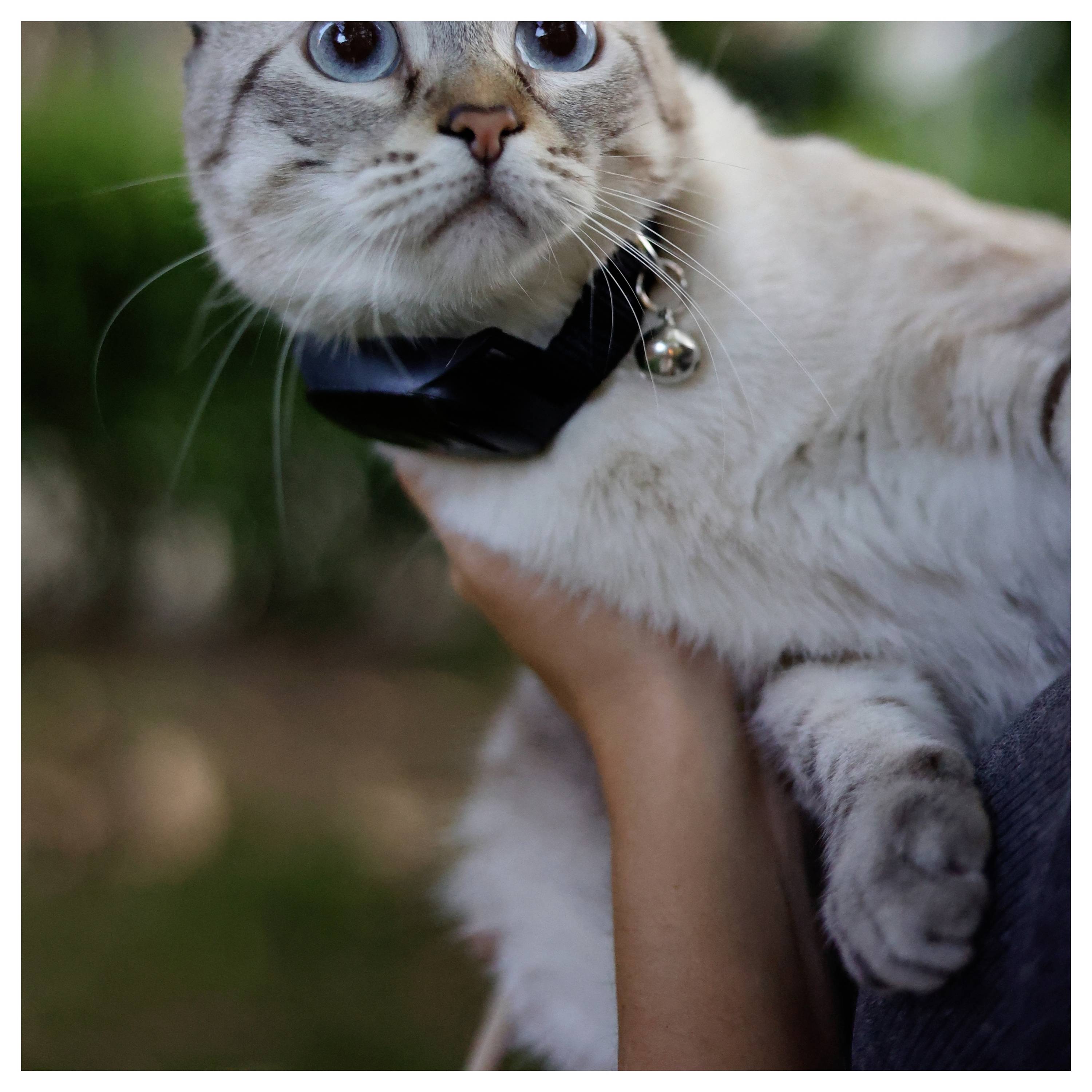 Eine Person hält eine hellfarbige Katze mit blauen Augen und einem schwarzen Halsband in einem Garten, mit Grün im unscharfen Hintergrund.