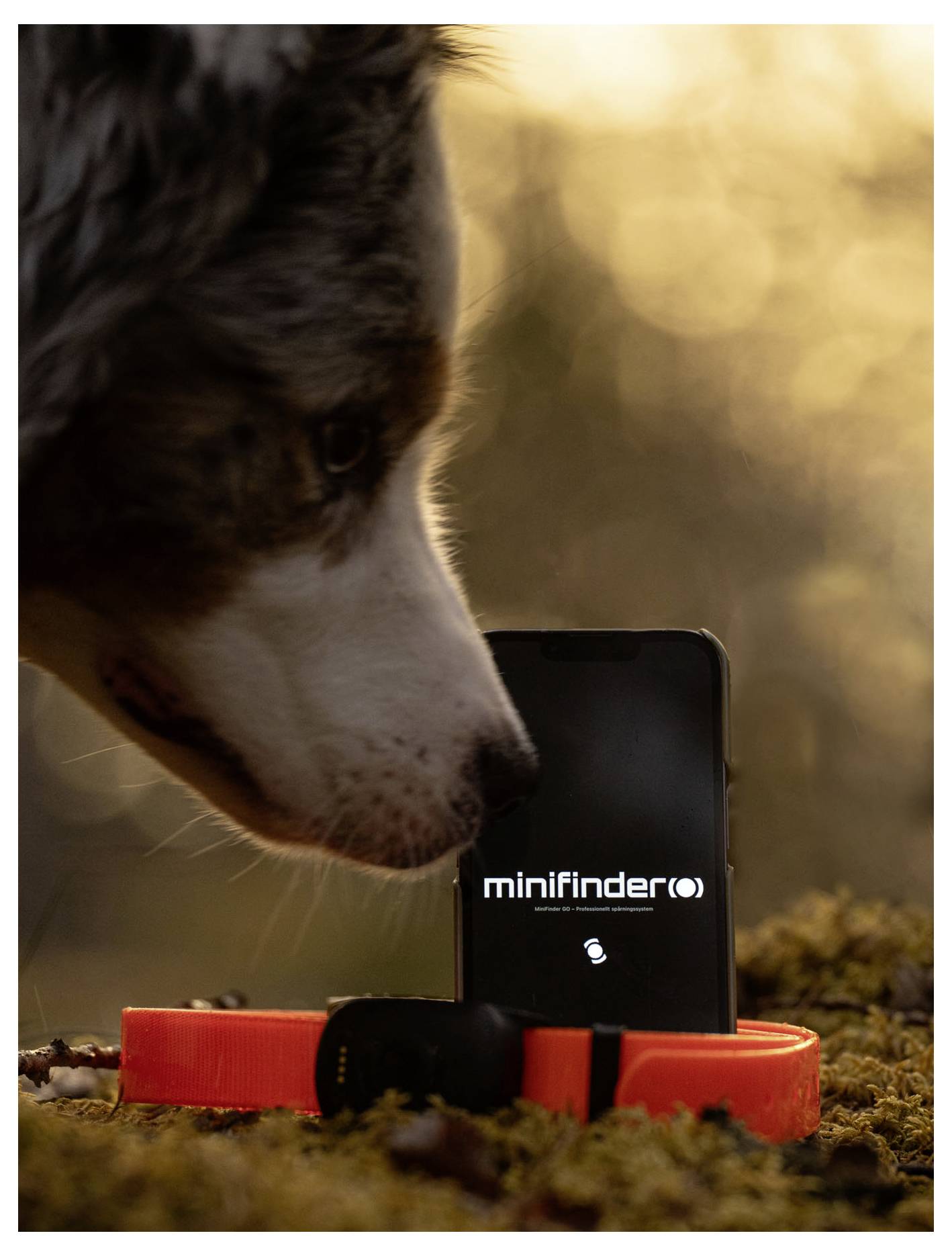 Ein Hund untersucht aufmerksam ein Smartphone, das das Logo „minifinder