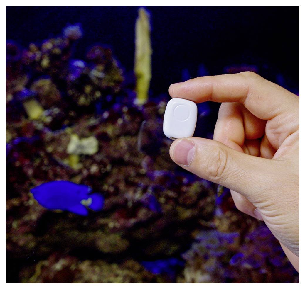 Eine Hand hält ein kleines weißes Objekt vor einem Aquarium mit Korallen und einem blauen Fisch, was darauf hindeutet, dass das Objekt möglicherweise mit der Fischpflege zusammenhängt.