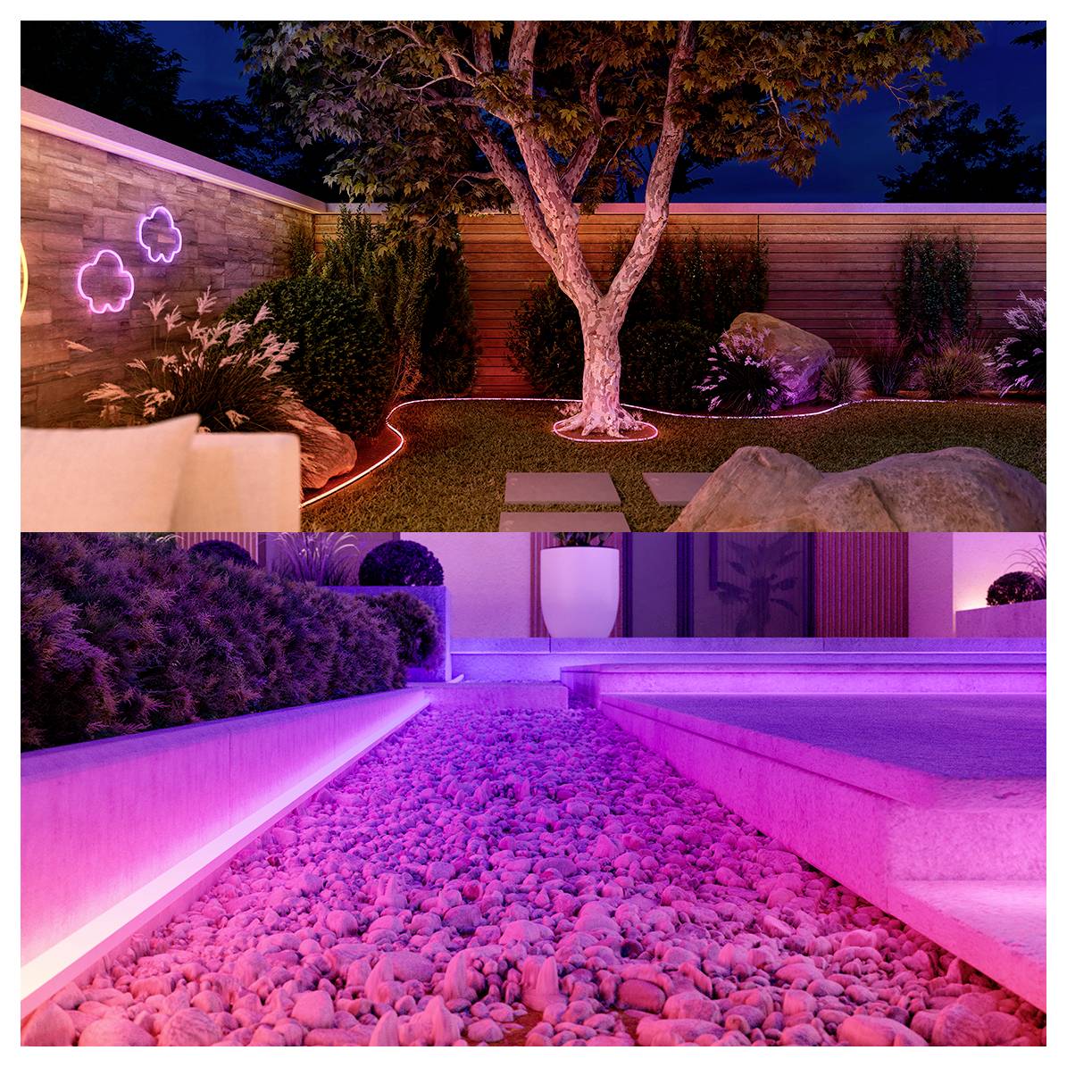 Ein Hinterhof mit einem großen Baum und leuchtenden rosa Gartenlichtern, mit Trittsteinen und einem modernen Poolbereich mit rosa beleuchteten Kieseln.