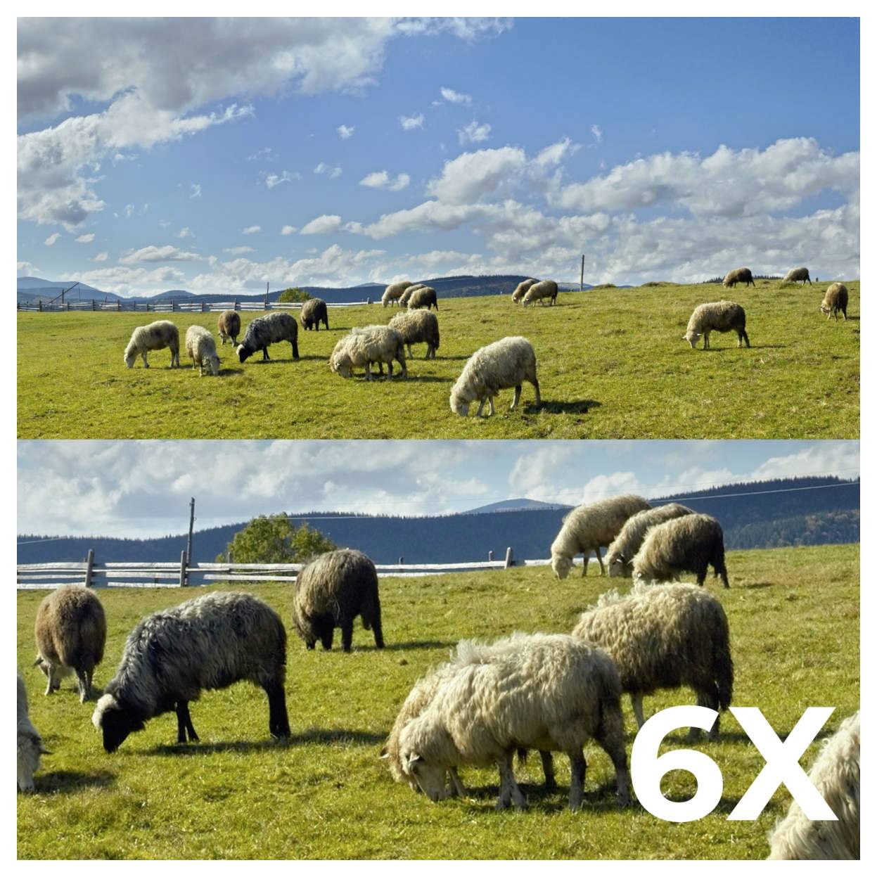 Zwei Bilder von Schafen, die auf grünen Wiesen unter blauen Himmel grasen. Das untere Bild ist mit „6X
