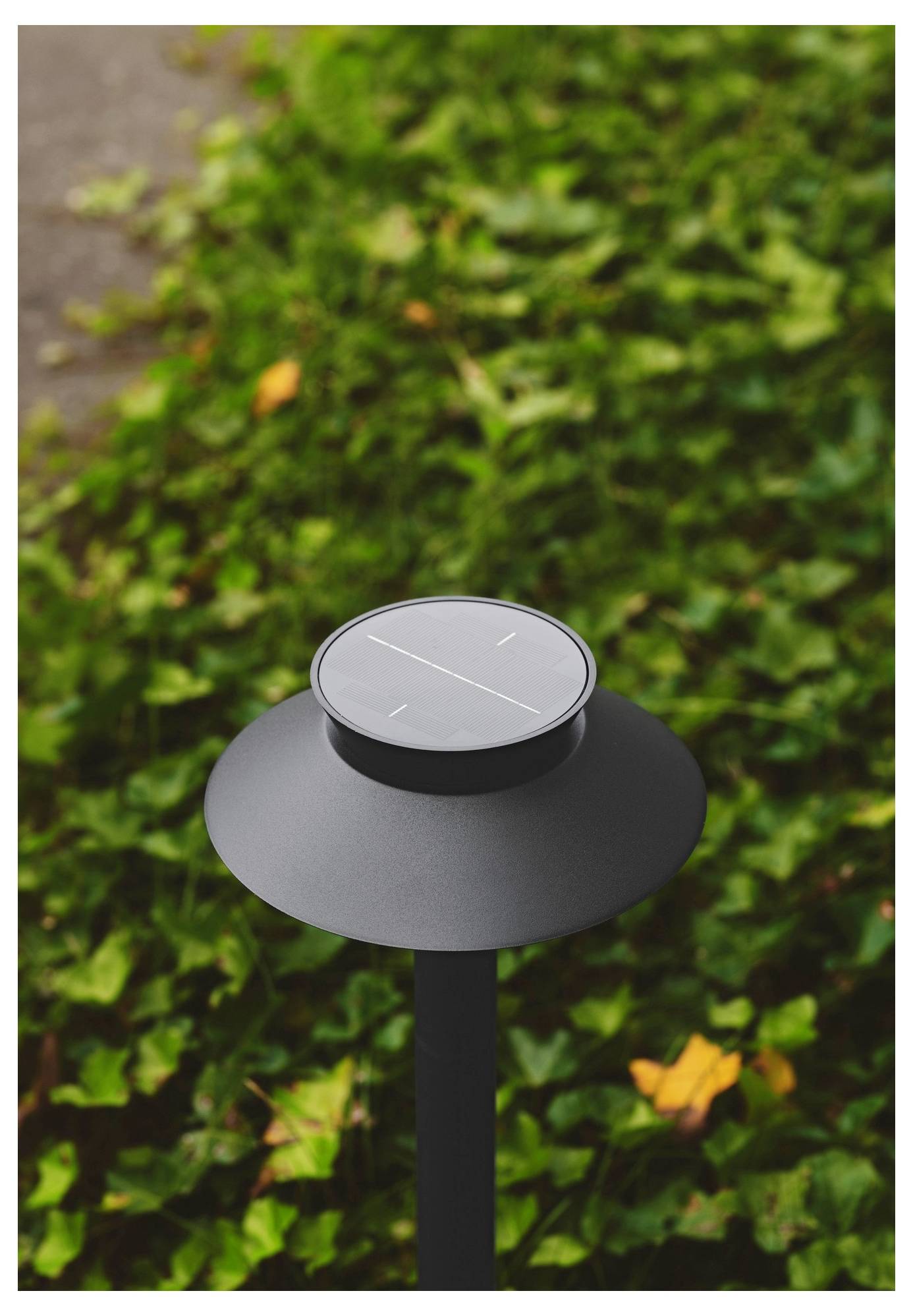 Eine solar-betriebene Gartenleuchte mit elegantem schwarzem Design ist auf einem Pfosten montiert und von grünem Blattwerk umgeben.