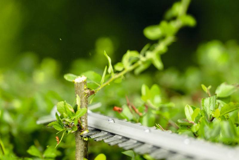 Eine Nahaufnahme einer Heckenschere, die einen grünen Ast schneidet, mit frischen Blättern und unscharfem Laub im Hintergrund.