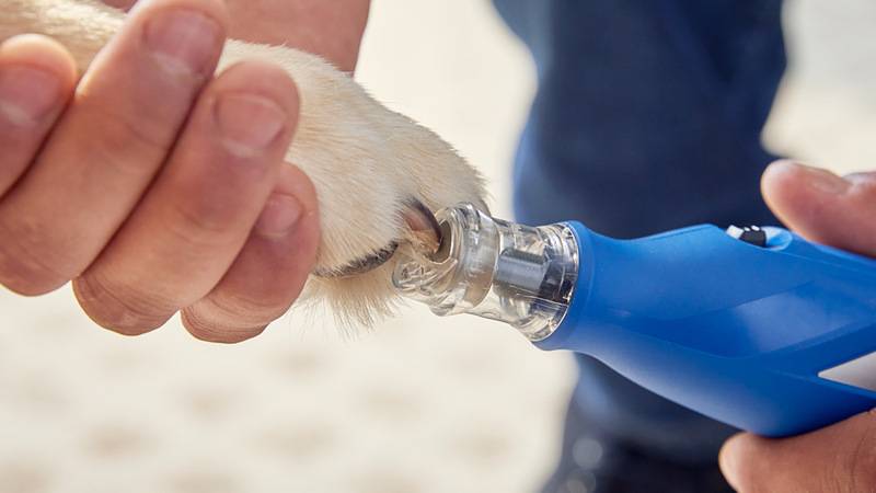 Eine Person hält die Pfote eines Hundes in der Hand, während sie einen blauen elektrischen Nagelschleifer verwendet, um die Nägel zu trimmen, was die Pflege der Tierpflege veranschaulicht.