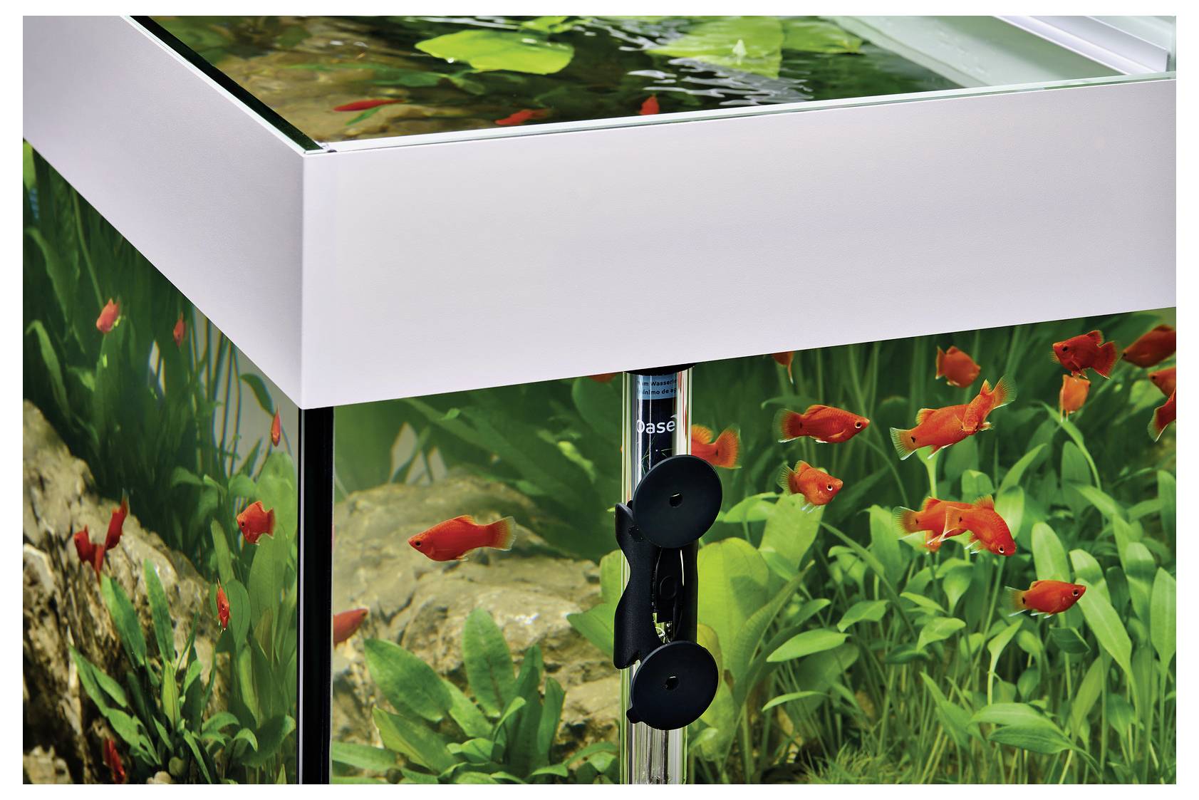 Eine Ecke eines Glasterrariums mit lebhaften roten Fischen, die zwischen grünen Pflanzen und Steinen schwimmen, unter Oberlichtbeleuchtung.