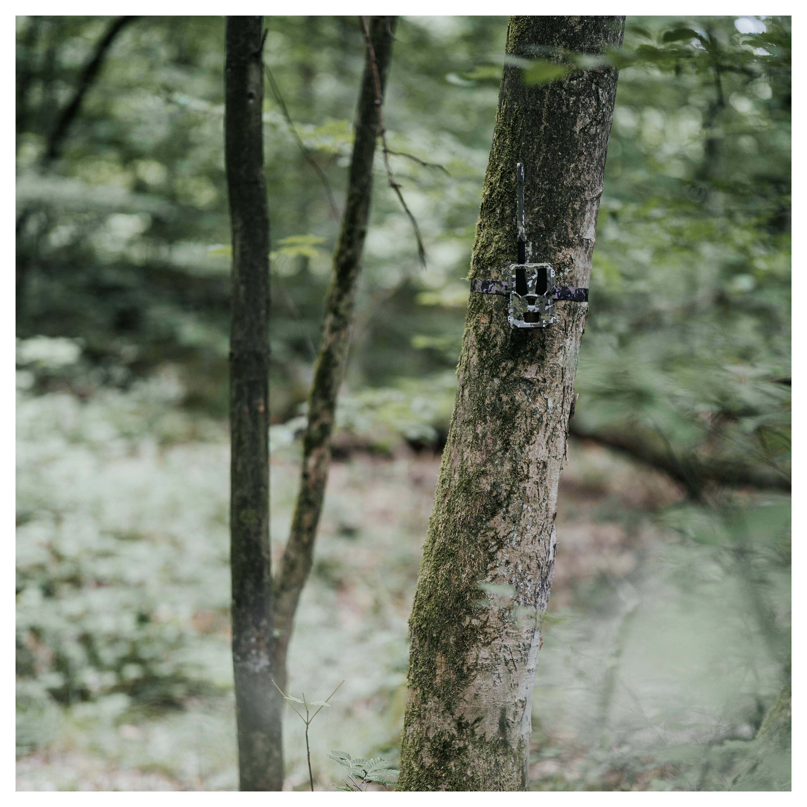 Eine Überwachungskamera mit Tarnmuster, die an einem Baumstamm in einem dichten Waldgebiet angebracht ist und Tierbewegungen für Beobachtung und Studie erfasst.