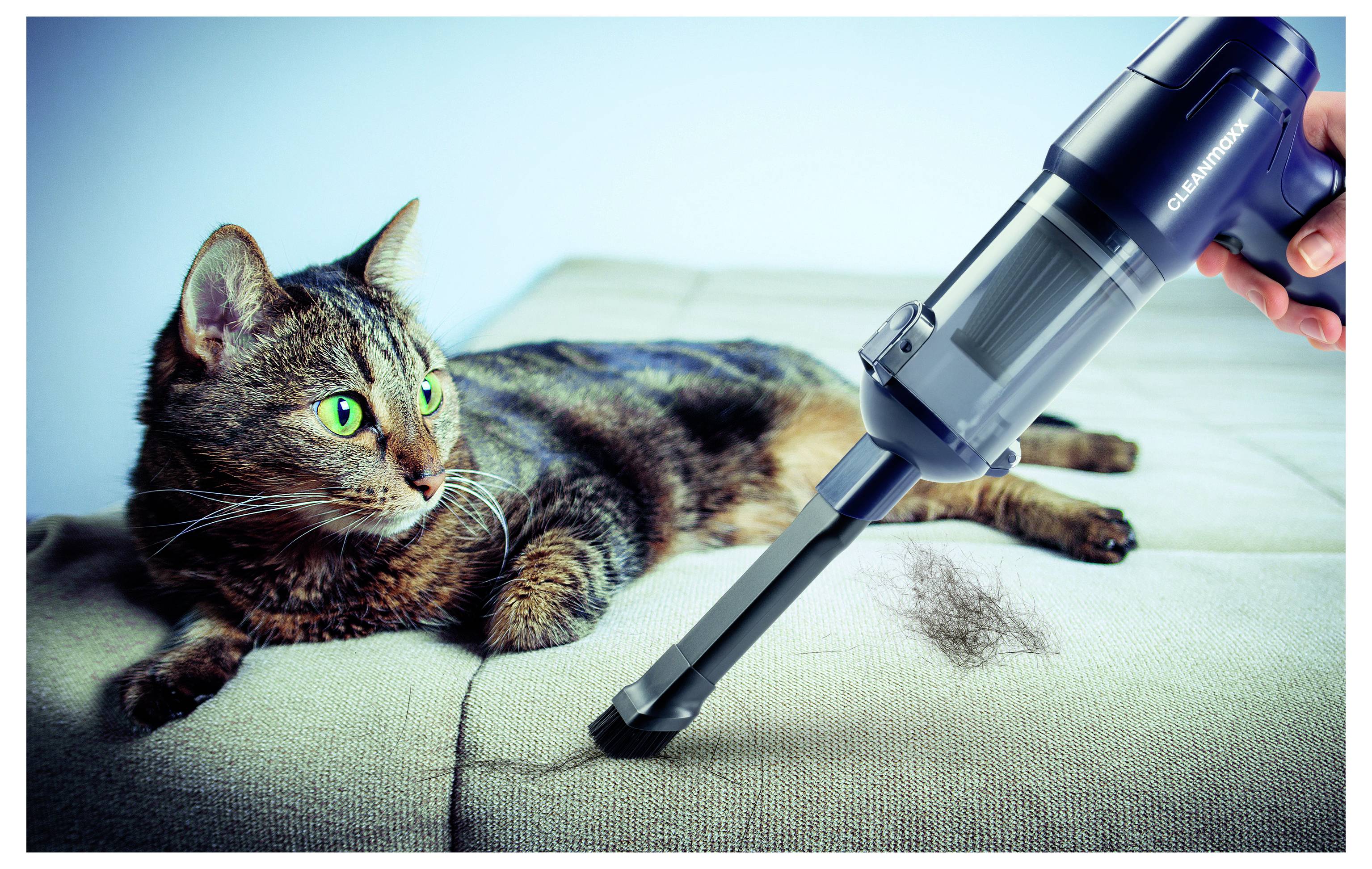 Eine Tabby-Katze auf einem Sofa blickt neugierig auf einen Staubsauger, der Tierhaare entfernt, was auf effektive Reinigung von Tierhaaren hindeutet.