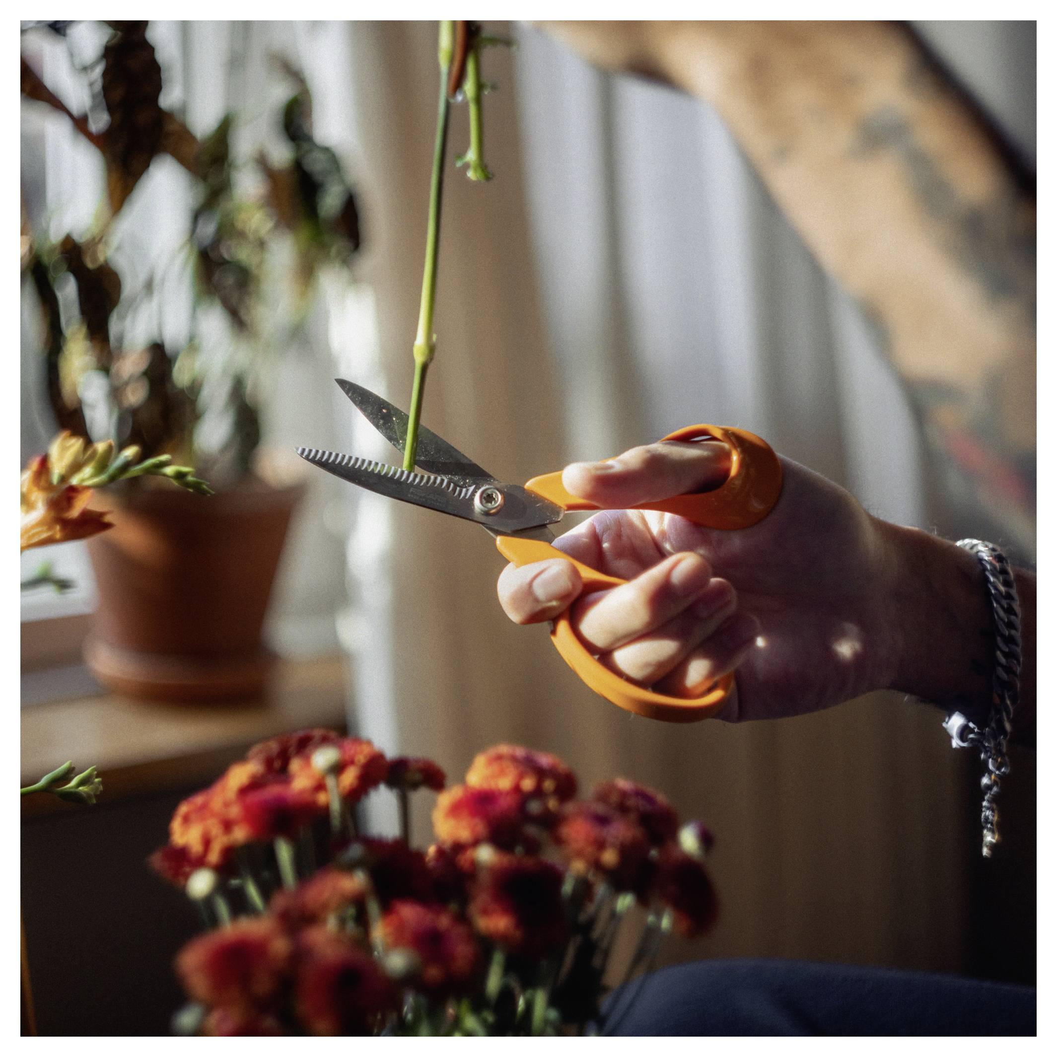 Handtrimmen eines Pflanzenstengels mit orangefarbener Schere in warmem Sonnenlicht in der Nähe eines Fensters und Topfblumen.
