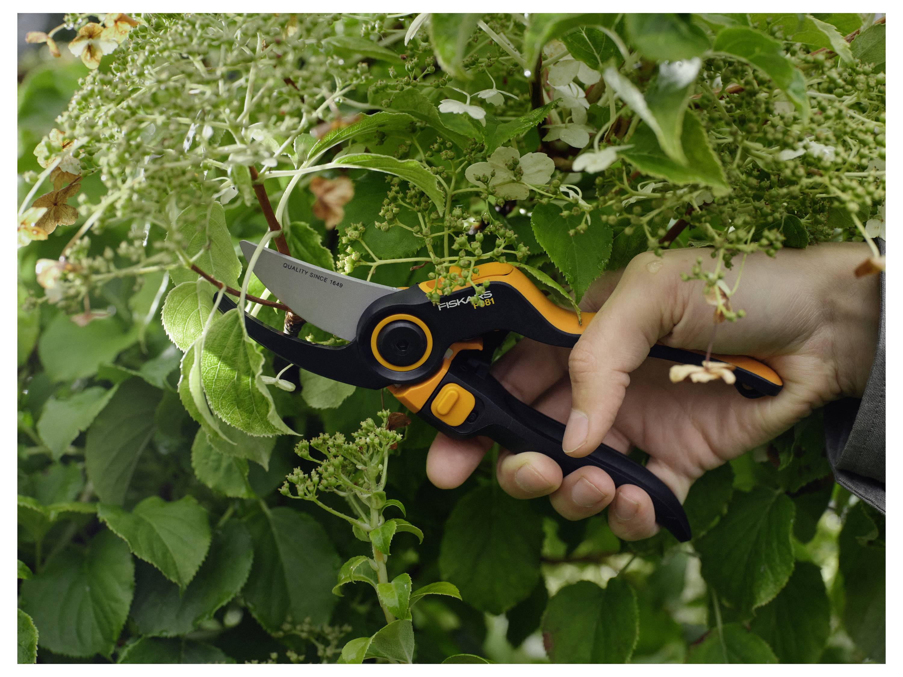 Hand, die Gartenschere verwendet, um grüne Pflanzenzweige und Blüten in einem Garten zu schneiden.