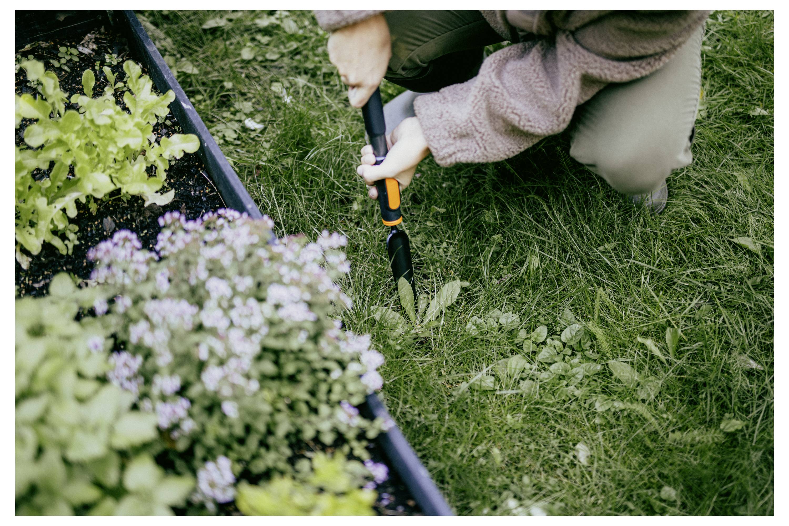 Eine Person kniet in einem Garten und verwendet ein Handwerkzeug, um Gras neben einem Blumenbeet zu jäten.