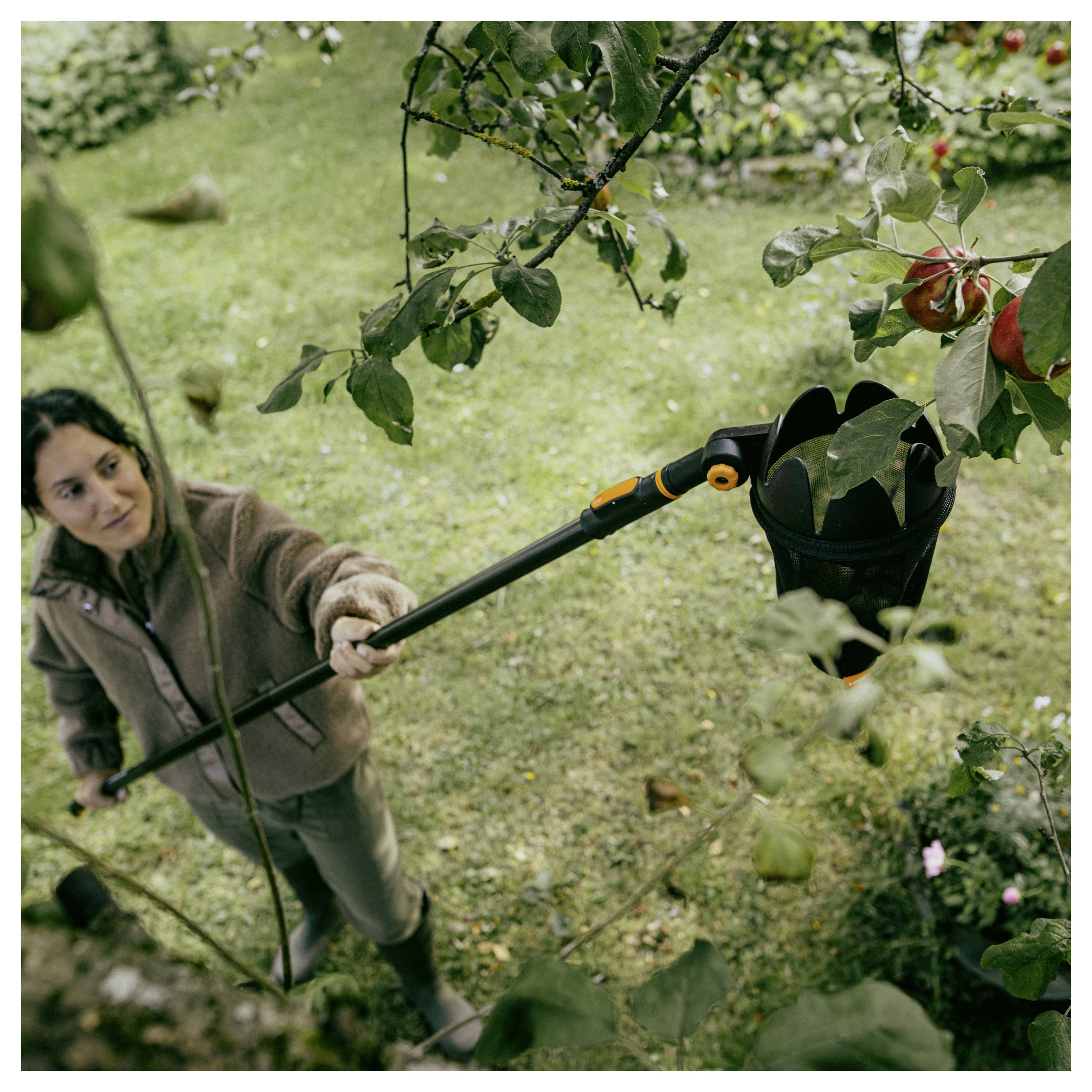 Eine Frau nutzt einen langstieligen Obstpflücker, um Äpfel von einem Baum in einem Garten oder einer Obstplantage zu ernten.