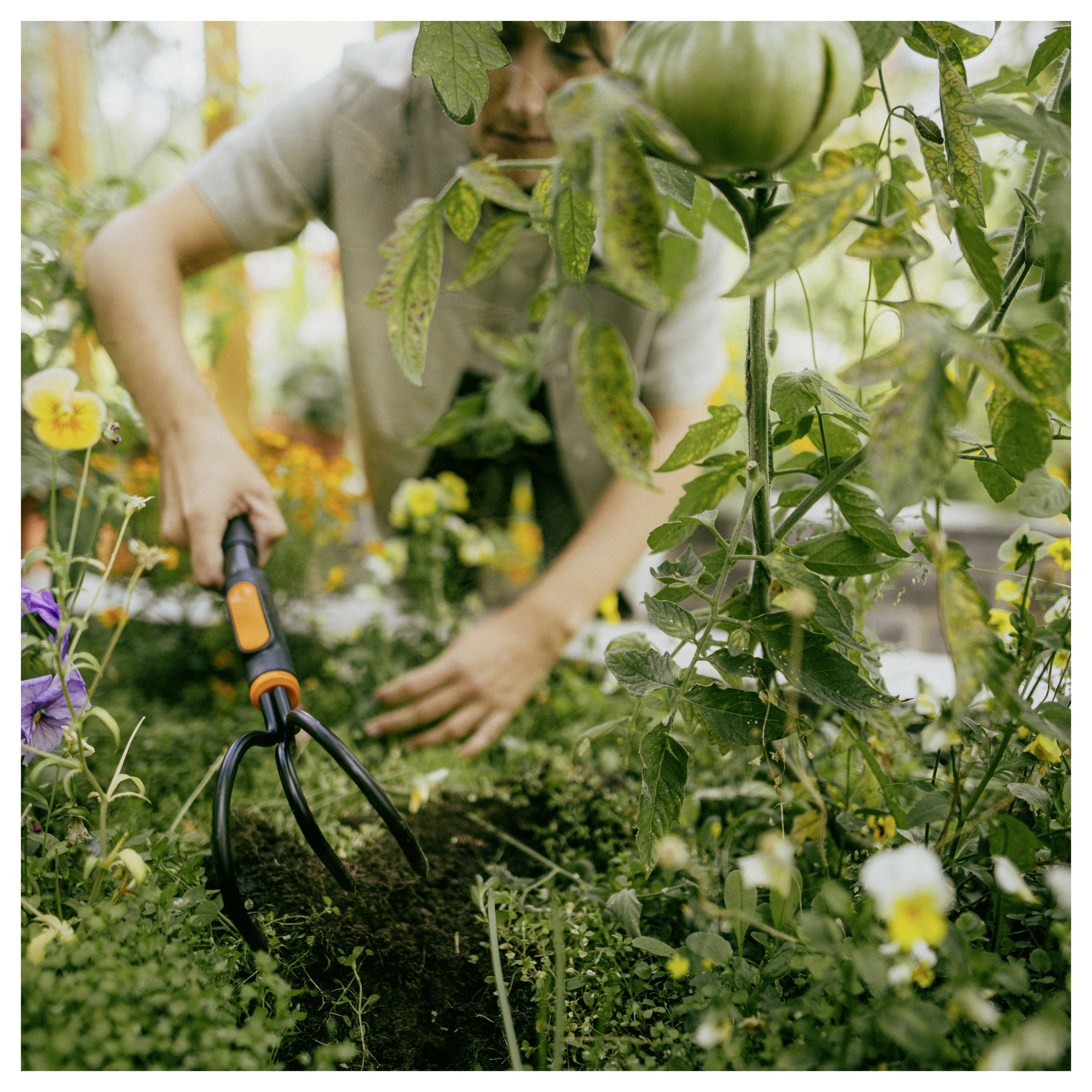 Person gärtert, verwendet eine Handhacke, um die Erde zwischen Tomatenpflanzen und Blumen in einem üppigen Garten zu lockern.