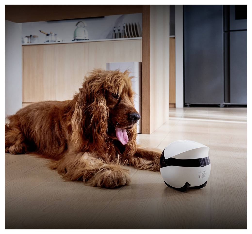 Ein großer brauner Hund liegt auf einem Küchenboden und blickt auf ein kleines weiß-schwarzes robotisches Gerät.