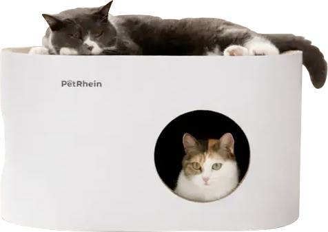 Zwei Katzen ruhen auf einem weißen PetRhein-Katzenklo, wobei eine Katze durch die runde Öffnung an der Vorderseite sichtbar ist.