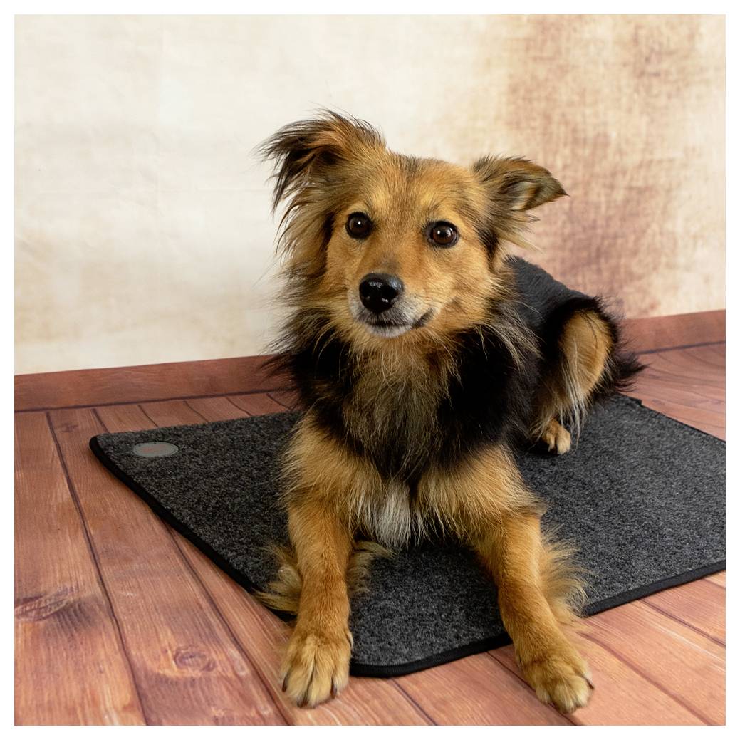 Kleiner braun-schwarzer Hund liegt auf einer dunklen Matte auf einem Holzboden und schaut in die Kamera.