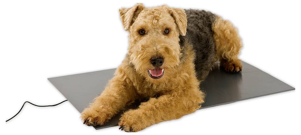 Ein braun-schwarzer Hund liegt auf einer grauen Trainingsmatte, blickt in die Kamera vor weißem Hintergrund.