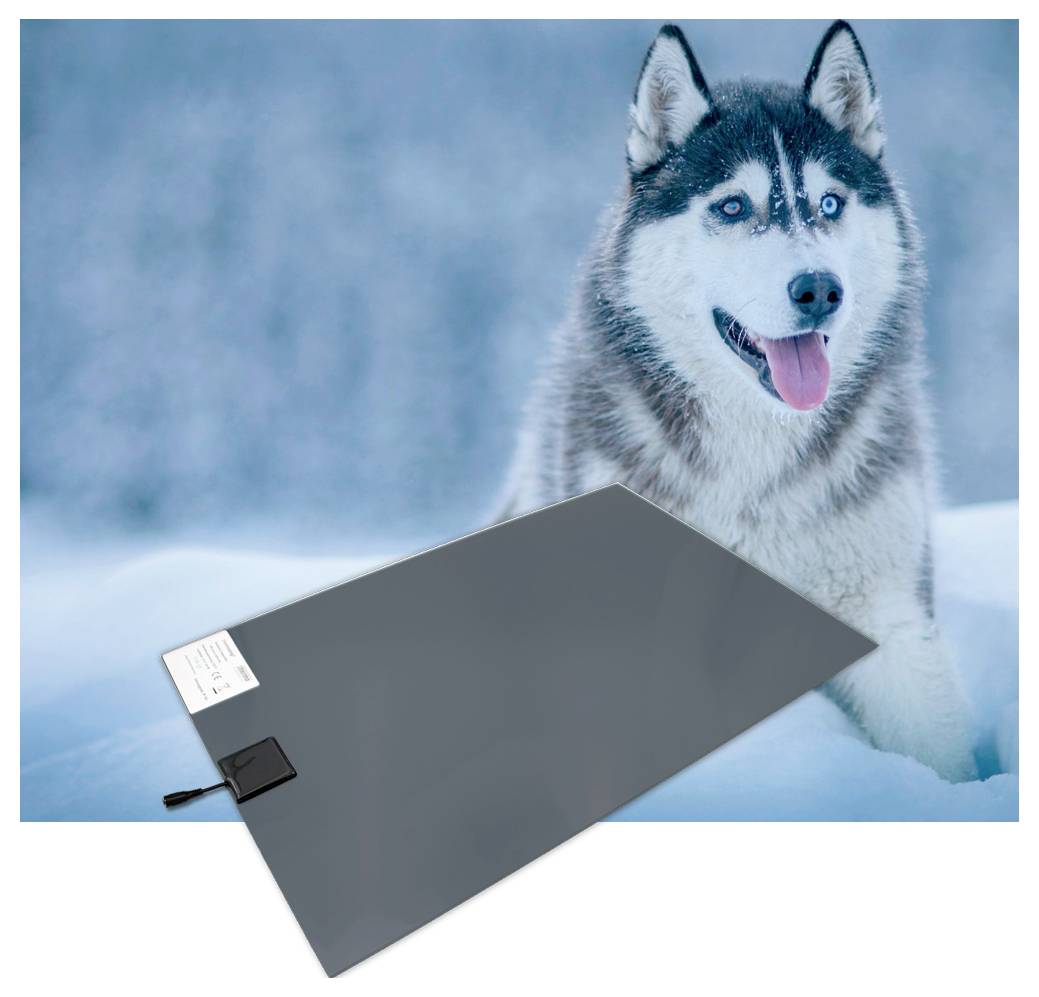 Husky in einer verschneiten Szene mit einem großen grauen rechteckigen Gerät oder Panel im Vordergrund.