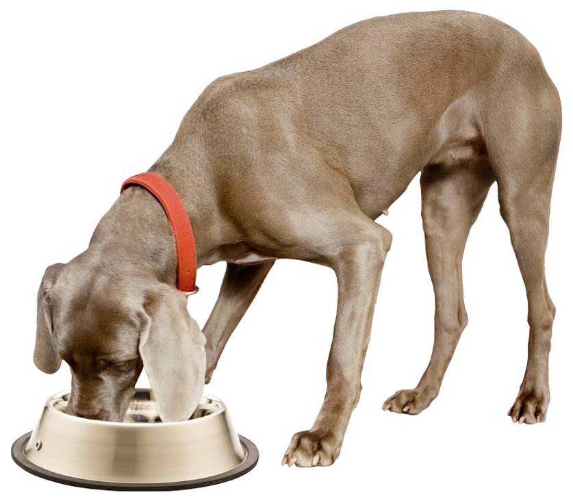 Brauner Hund mit rotem Halsband frisst aus einer Metallnapf auf weißem Hintergrund.