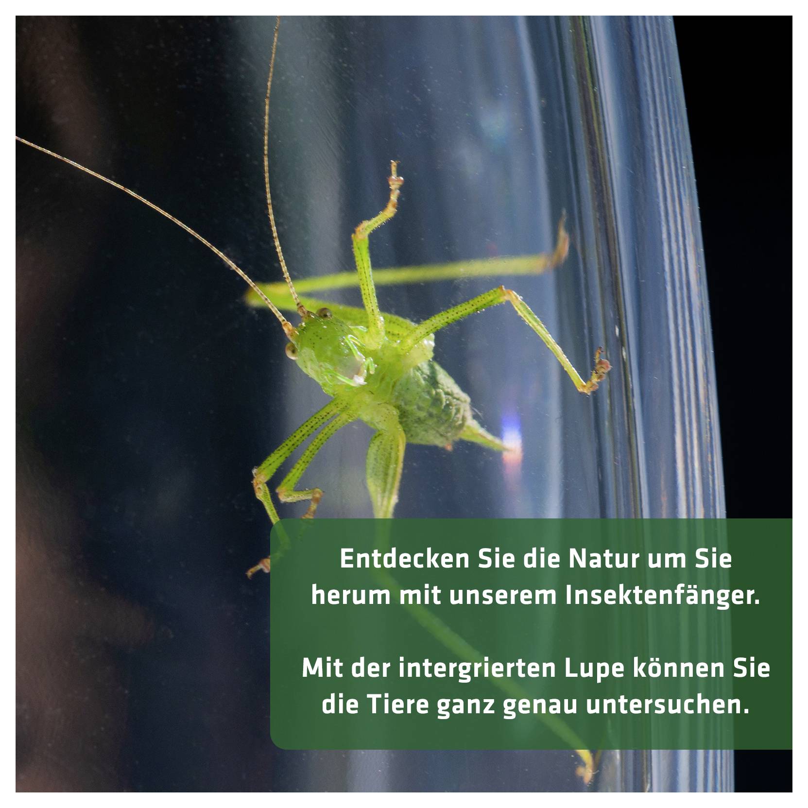 Grüner Insektenfänger an einer Scheibe; Text wirbt: 'Entdecken Sie die Natur um Sie herum mit unserem Insektenfänger. Mit der intergrierten Lupe können Sie die Tiere ganz genau untersuchen.'