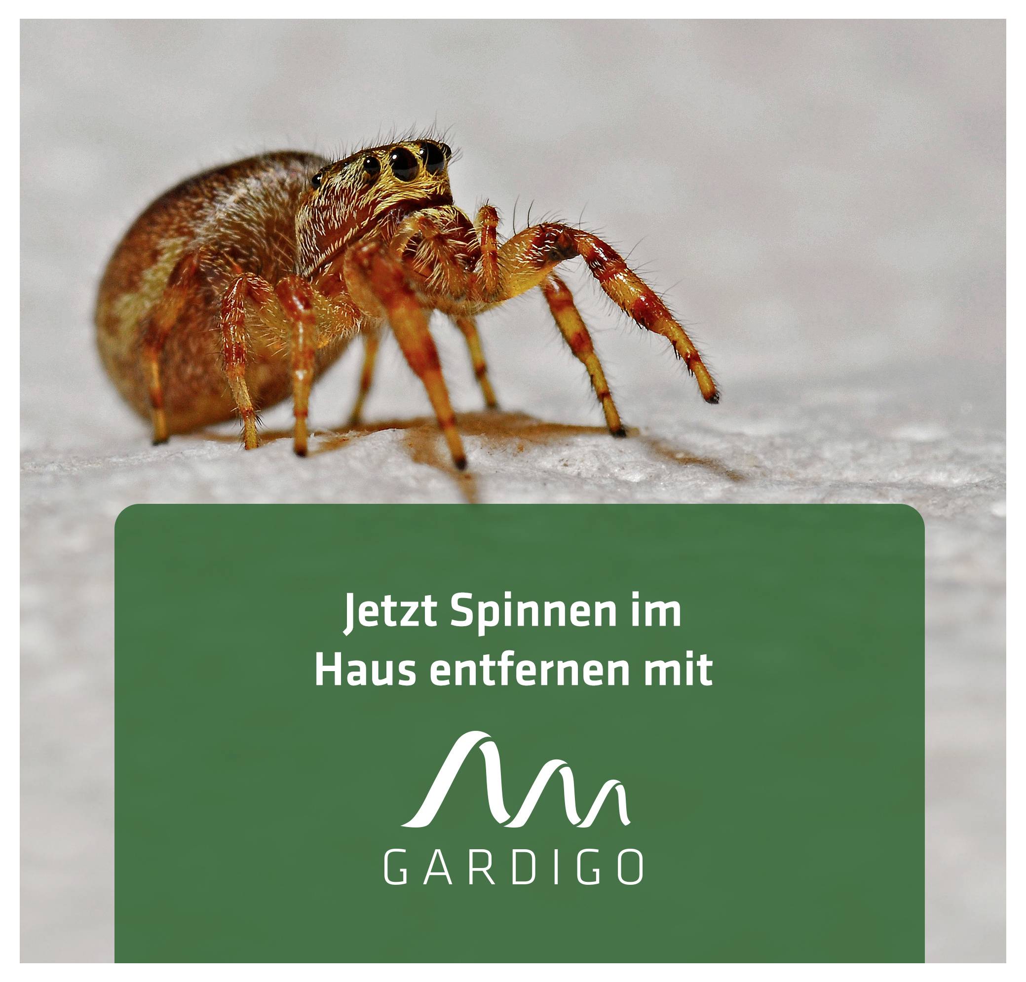 Nahaufnahme einer Spinne über einem grünen Werbebanner mit dem Text 'Jetzt Spinnen im Haus entfernen mit GARDIGO' und Logo.