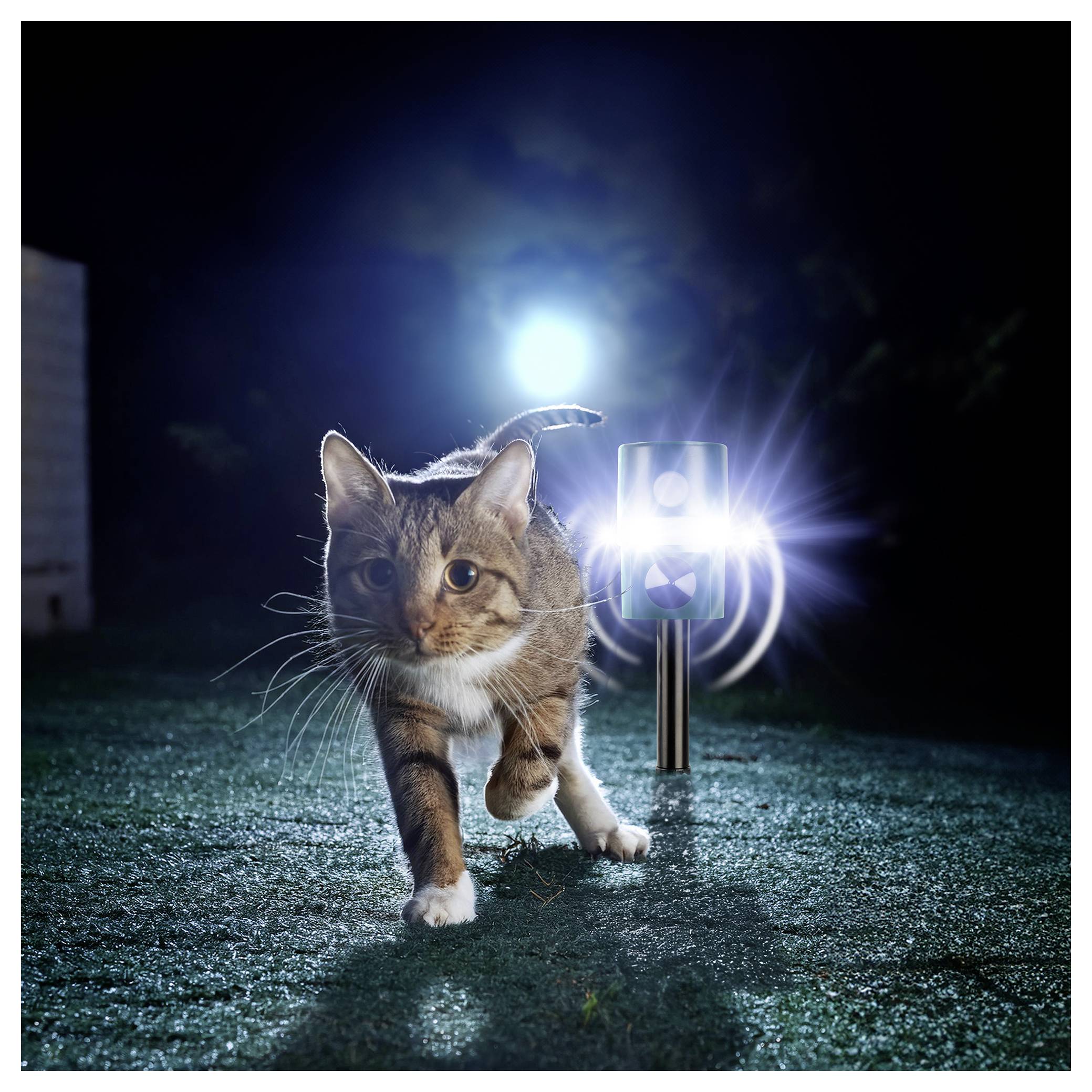 Tabby-Katze, die sich nachts auf einem nassen Weg neben einer hell leuchtenden Gartenleuchte der Kamera entgegen nähert.