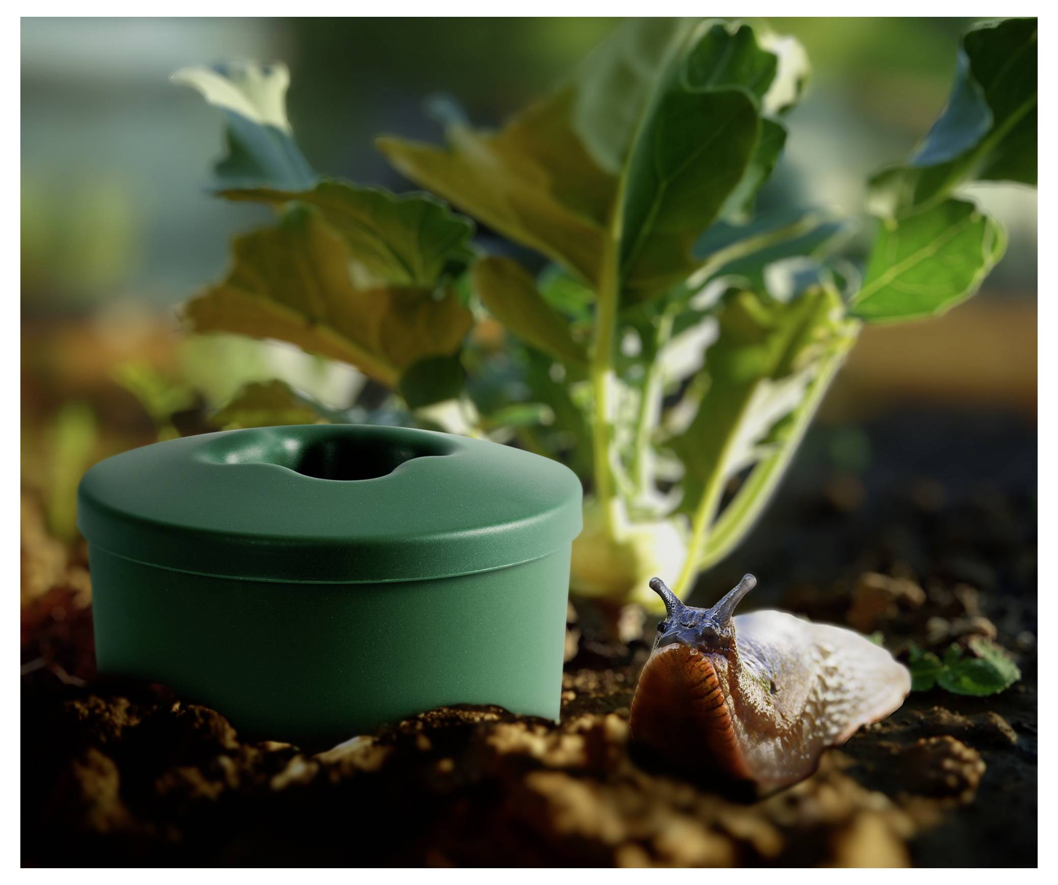 Eine grüne Gartenschneckenfalle sitzt in der Erde neben einer belaubten Pflanze, mit einer Schnecke im Vordergrund, was auf Schädlingsbekämpfung in einem Gemüsegarten hindeutet.