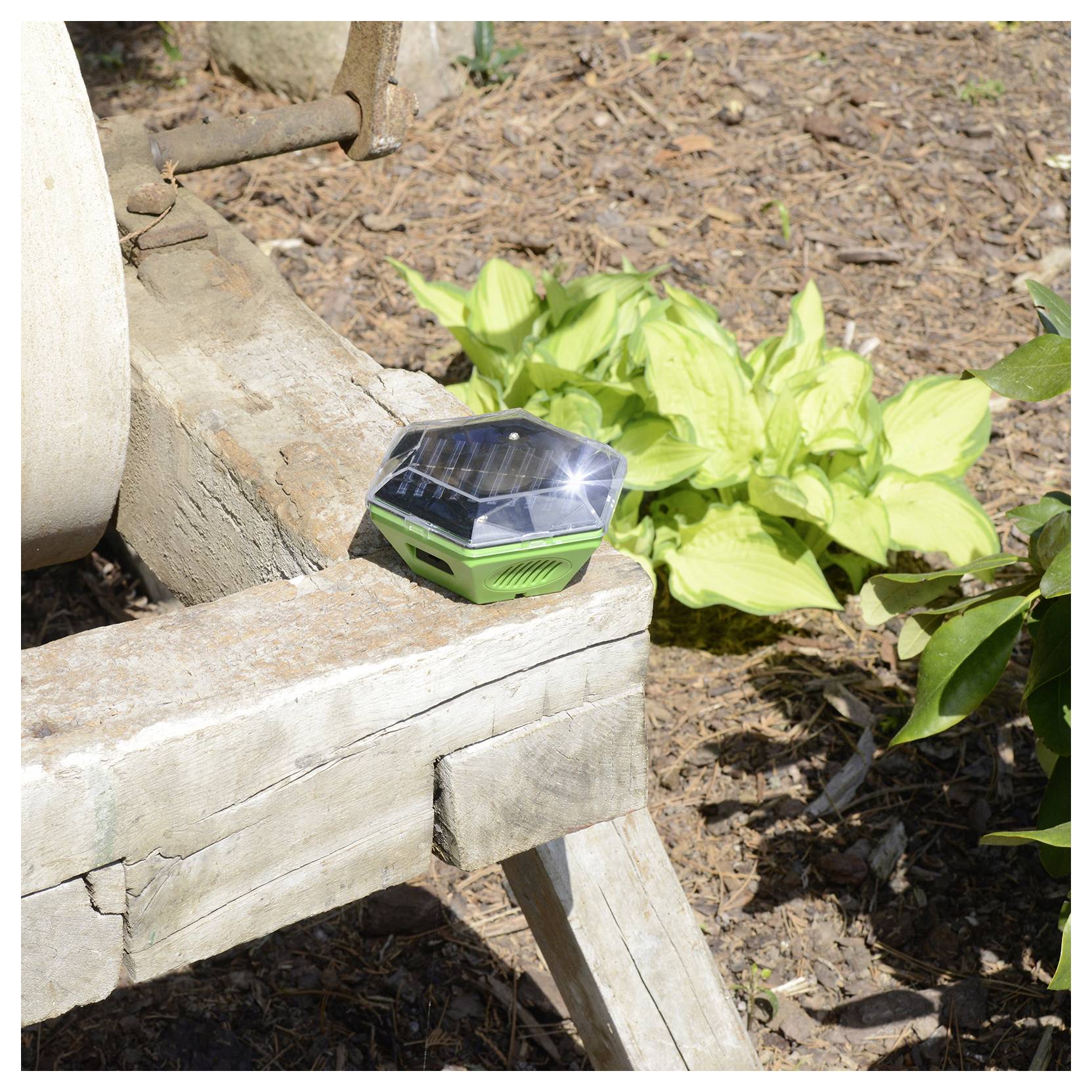 Ein kleines grünes Solarlicht sitzt auf einer verwitterten Holzbank neben leuchtenden Hostapflanzen in einem Garten.