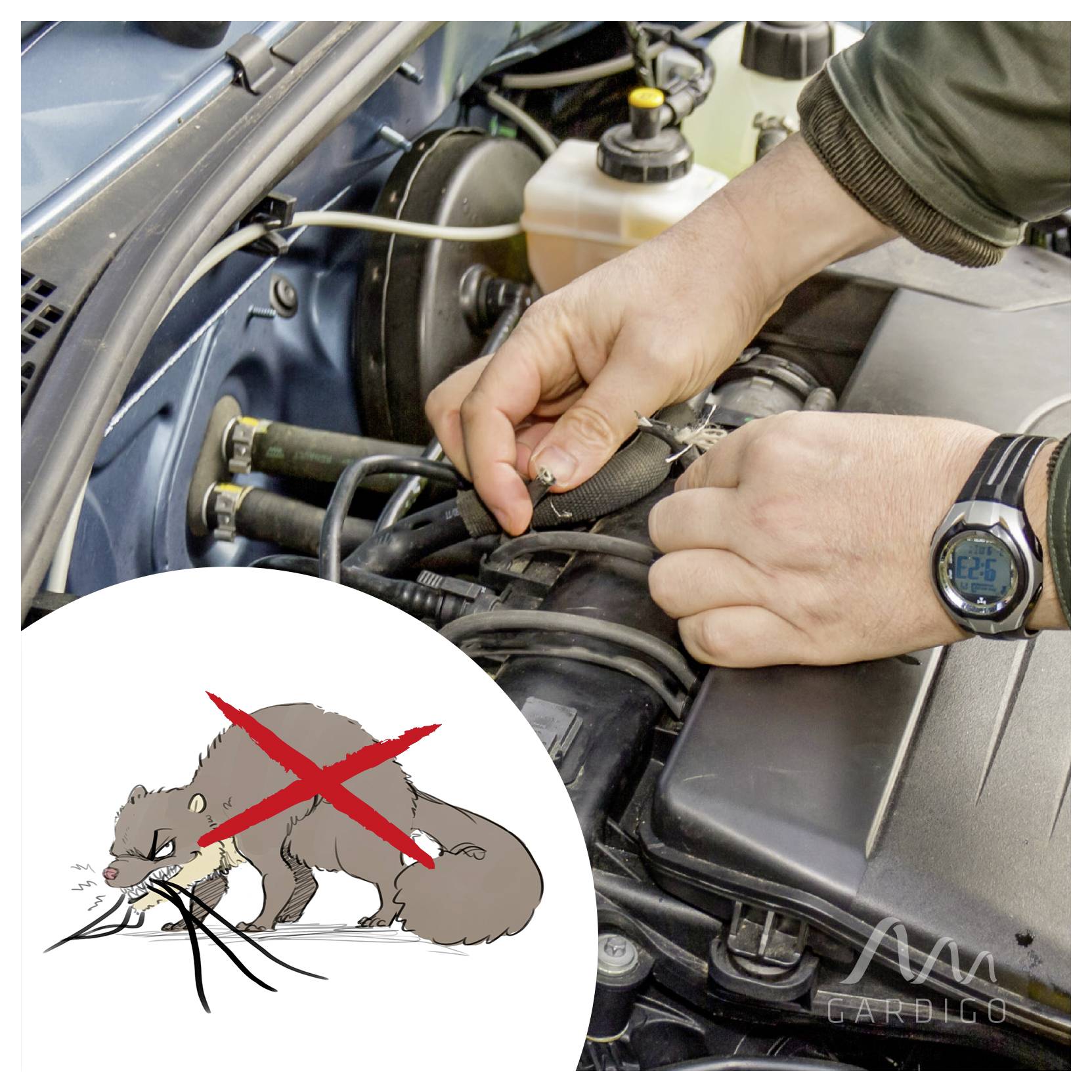 Hände inspizieren die Motorverkabelung eines Autos unter der Haube, mit einer eingefügten durchgestrichenen Rattenillustrationen als Warnung vor Nagertiereschäden.
