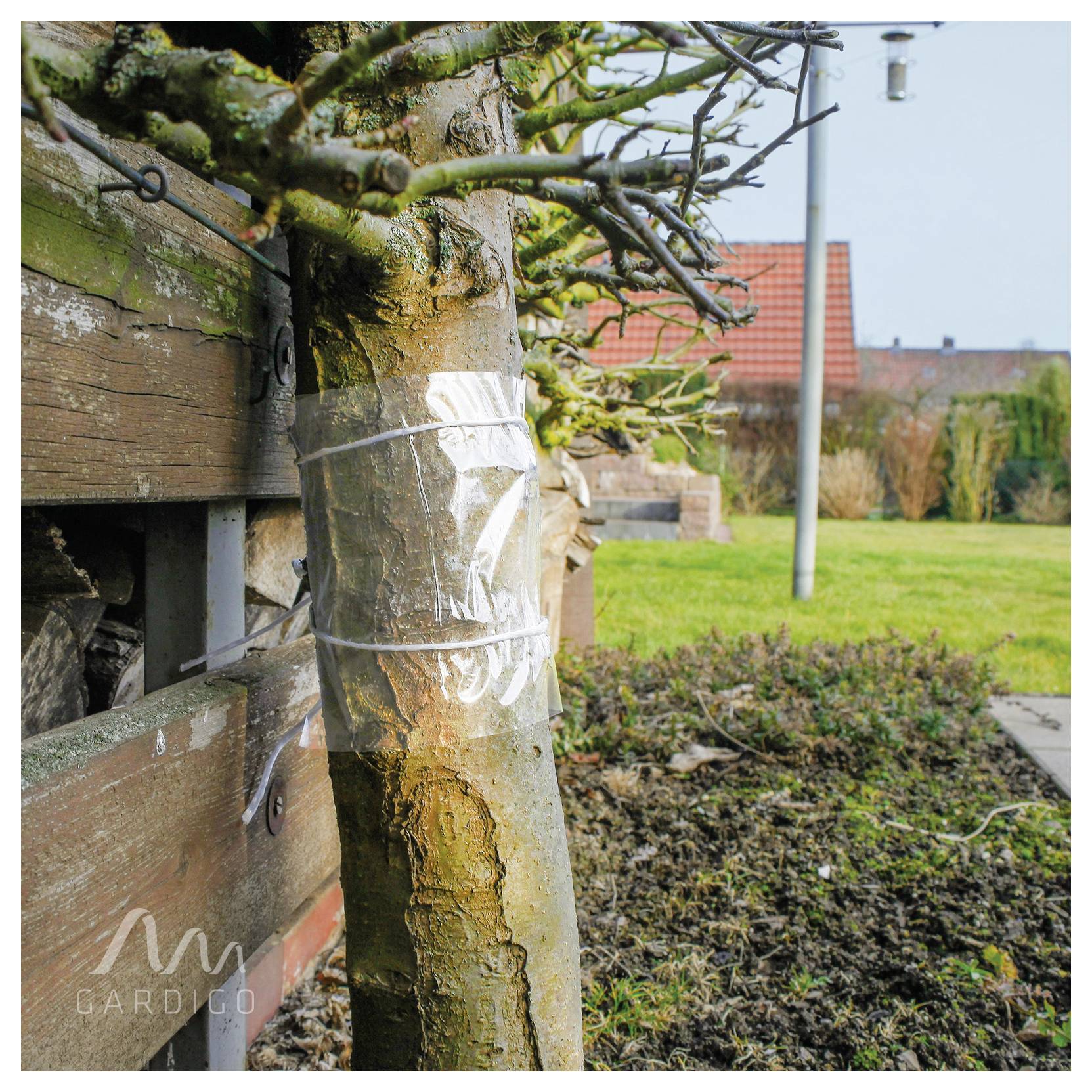 Ein junger Baumstamm ist mit einem durchsichtigen Kunststoffband neben einem Holzzaun in einem Garten gesichert, mit Gras, Sträuchern und Häusern im Hintergrund.