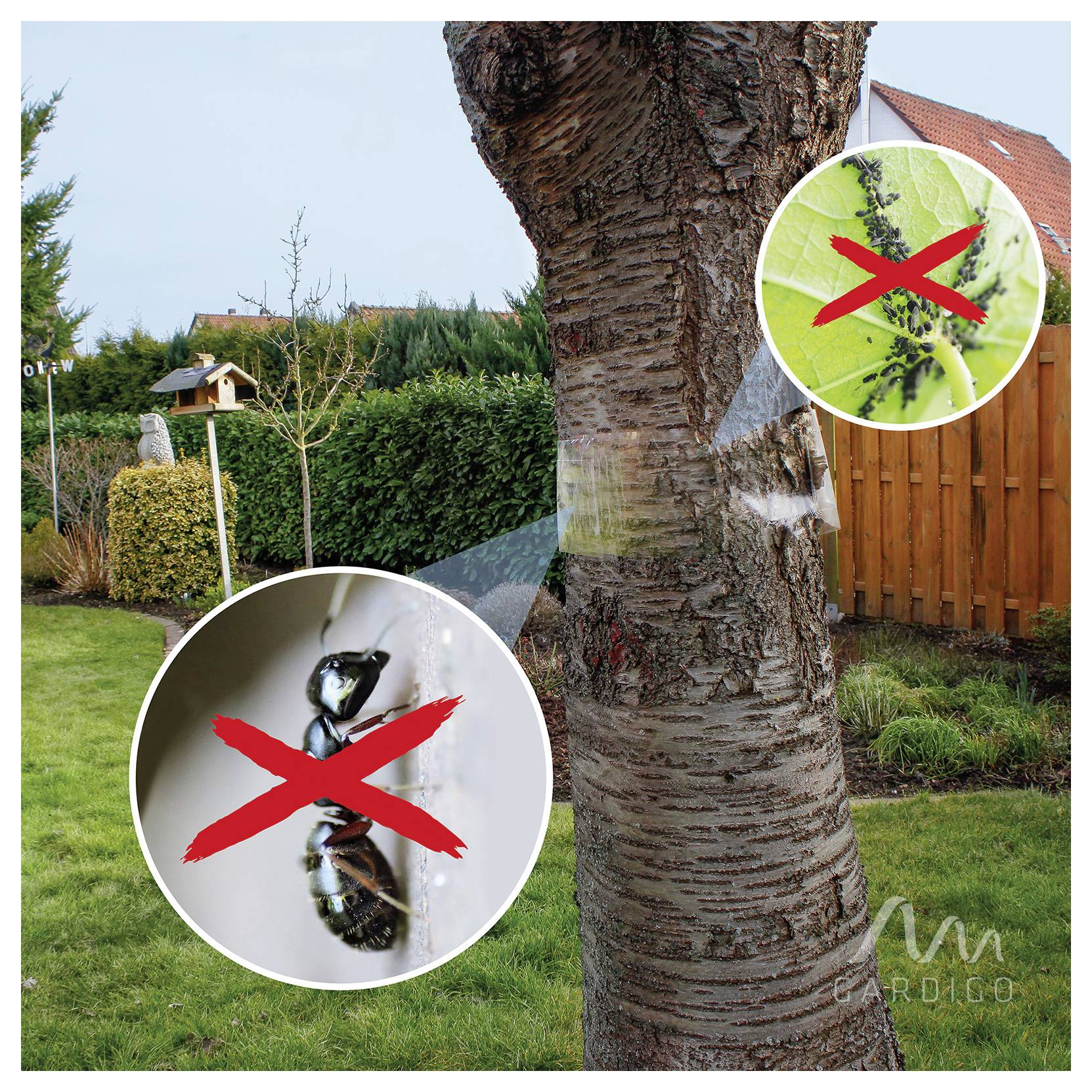 Baumstamm mit einem Schutzband umwickelt, um Insekten und Schädlinge zu stoppen, mit Ausschnitten, die eine Ameise und Blattläuse als schädlich gekennzeichnet zeigen.