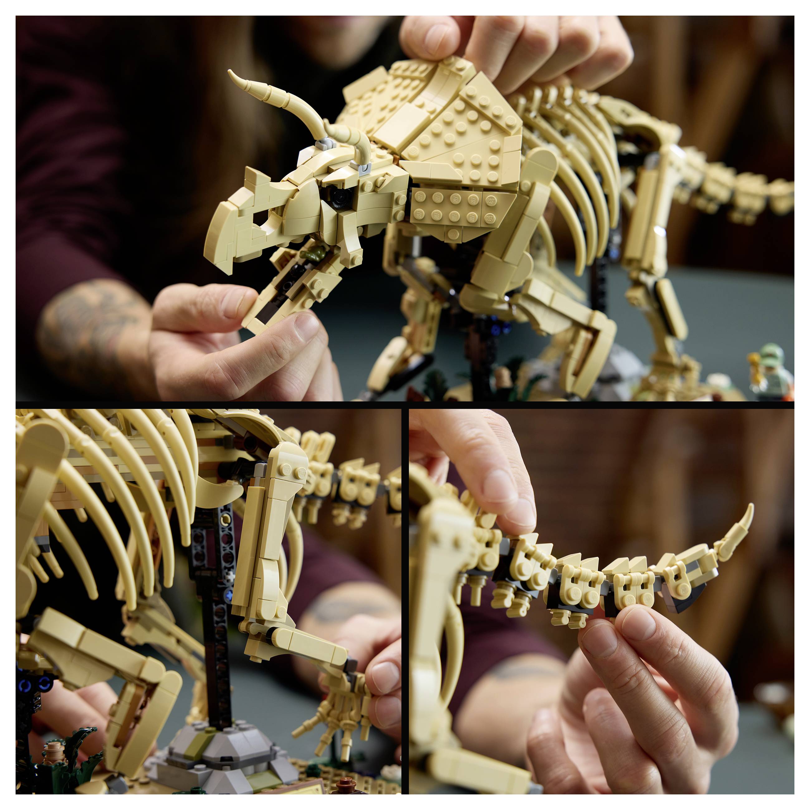 Hände montieren ein beiges LEGO-ähnliches Triceratops-Skelettmodell, das den Kopf, den Torso und den beweglichen Schwanz in Nahaufnahme zeigt.