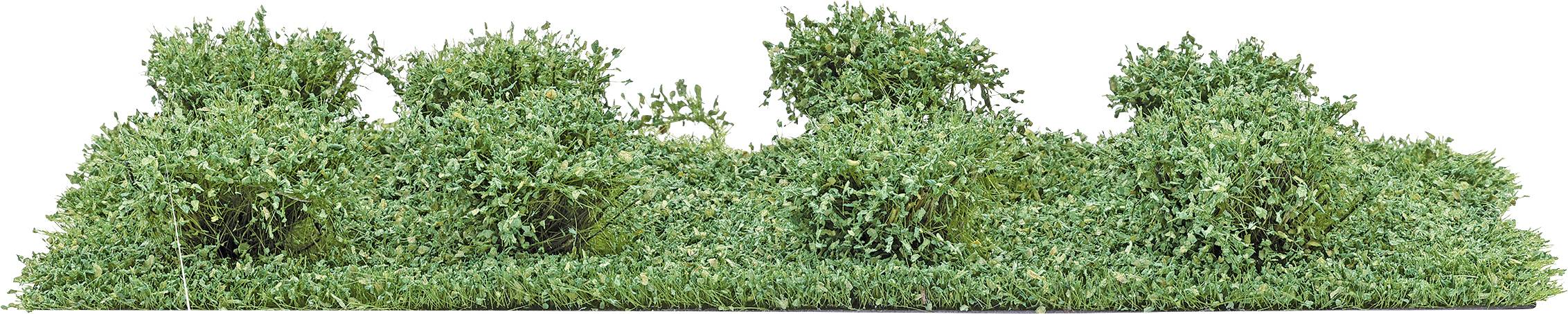 Eine breite Reihe dichter grüner Büsche oder Sträucher, die eine niedrige Hecke bilden, mit gerundeten Gipfeln und ohne andere sichtbare Objekte.