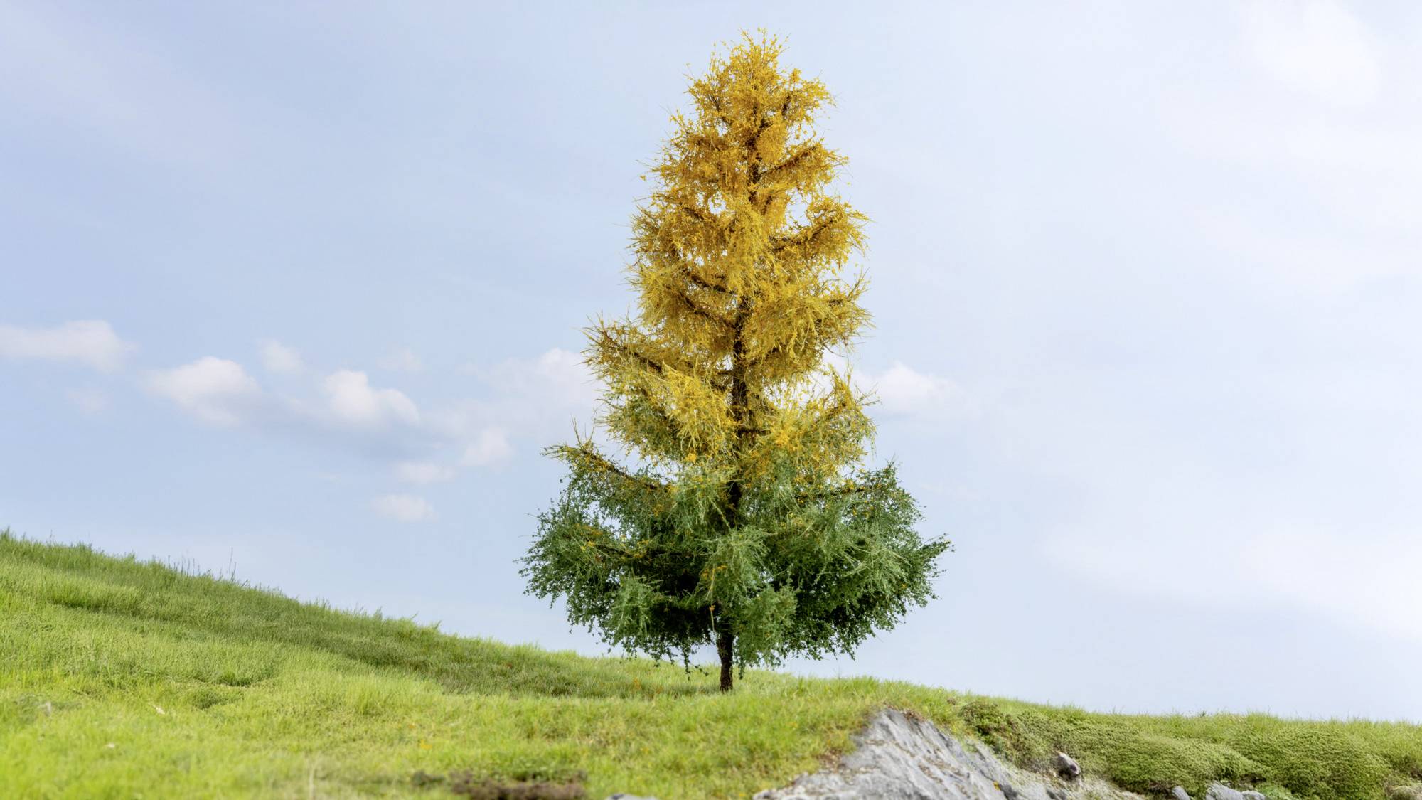 Ein einzelner Baum auf einem grasigen Berghang, seine oberen Äste gelb und die unteren Äste grün vor einem blauen Himmel.