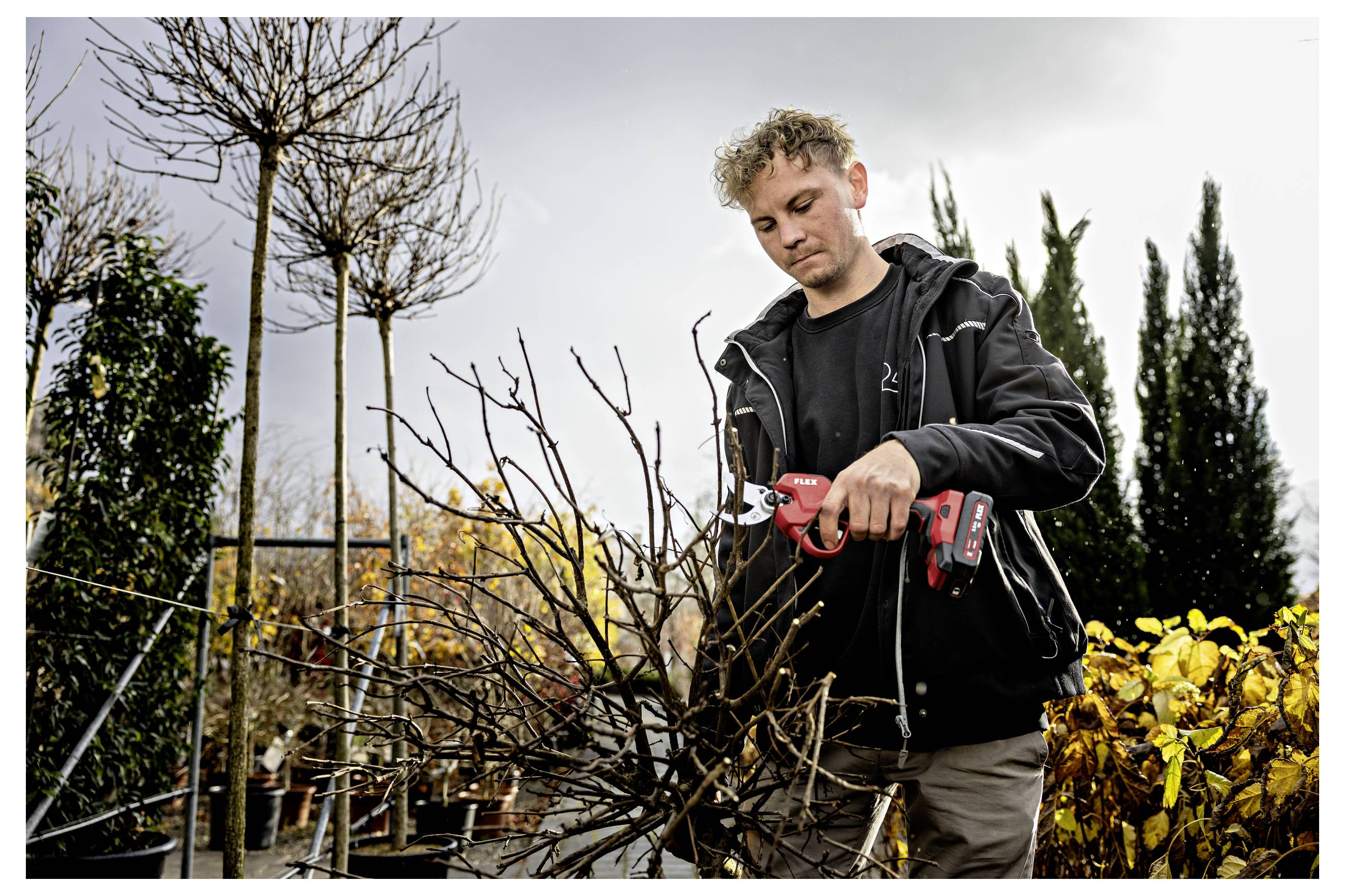 Junger Mann, der einen kahlen Strauch mit roten elektrischen Heckenscheren in einer Baumschule oder einem Gartencenter schneidet.