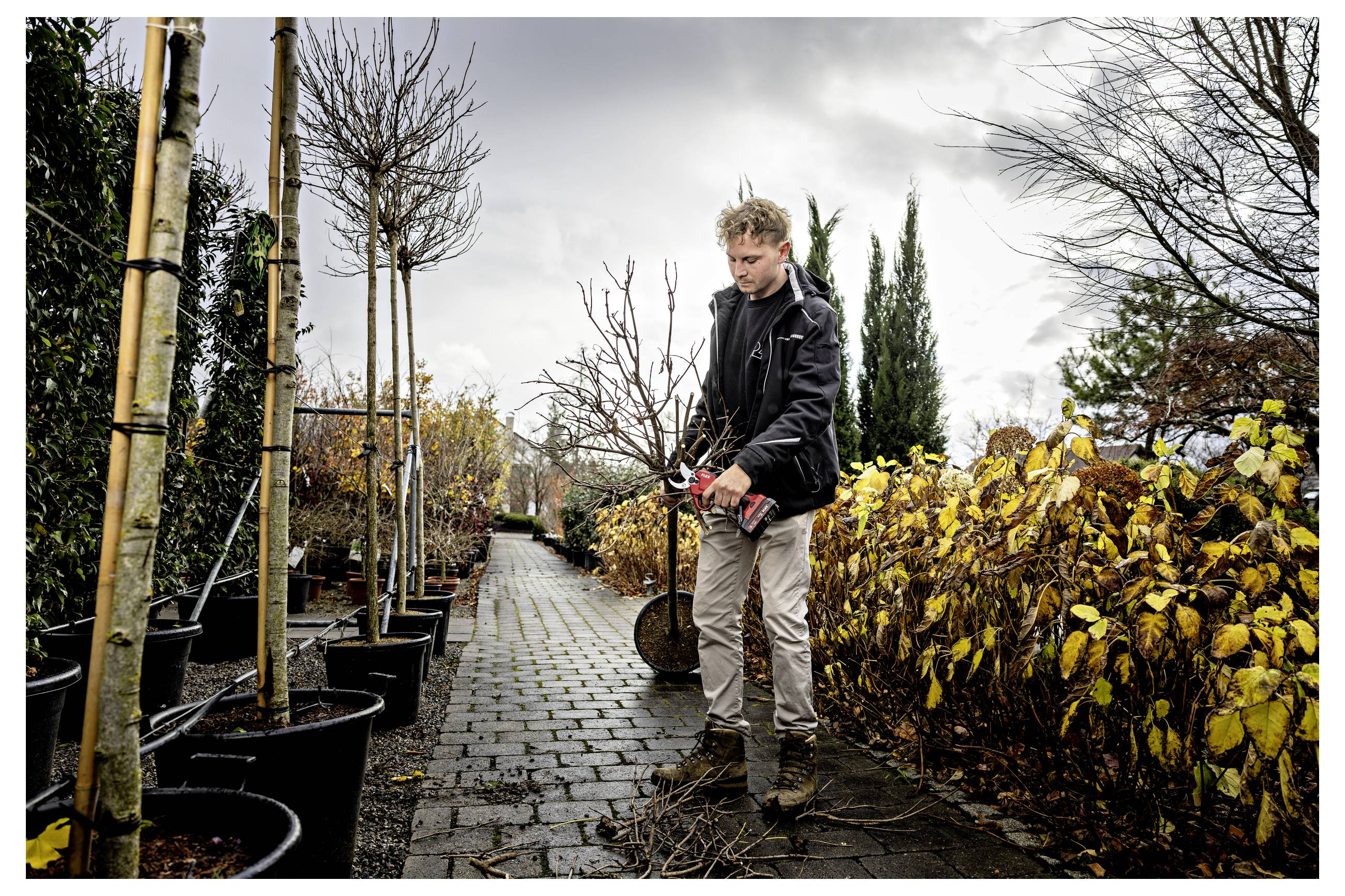 Ein Mann schneidet mit Gartenscheren Äste entlang eines Baumschulwegs, neben Reihen von Topfbäumen und gelben Sträuchern an einem bewölkten Tag.