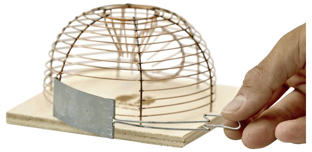 Eine Hand zieht einen Metalldrahtauslöser an einer kuppelförmigen humanitären Tierfalle auf einer Holzbasis.