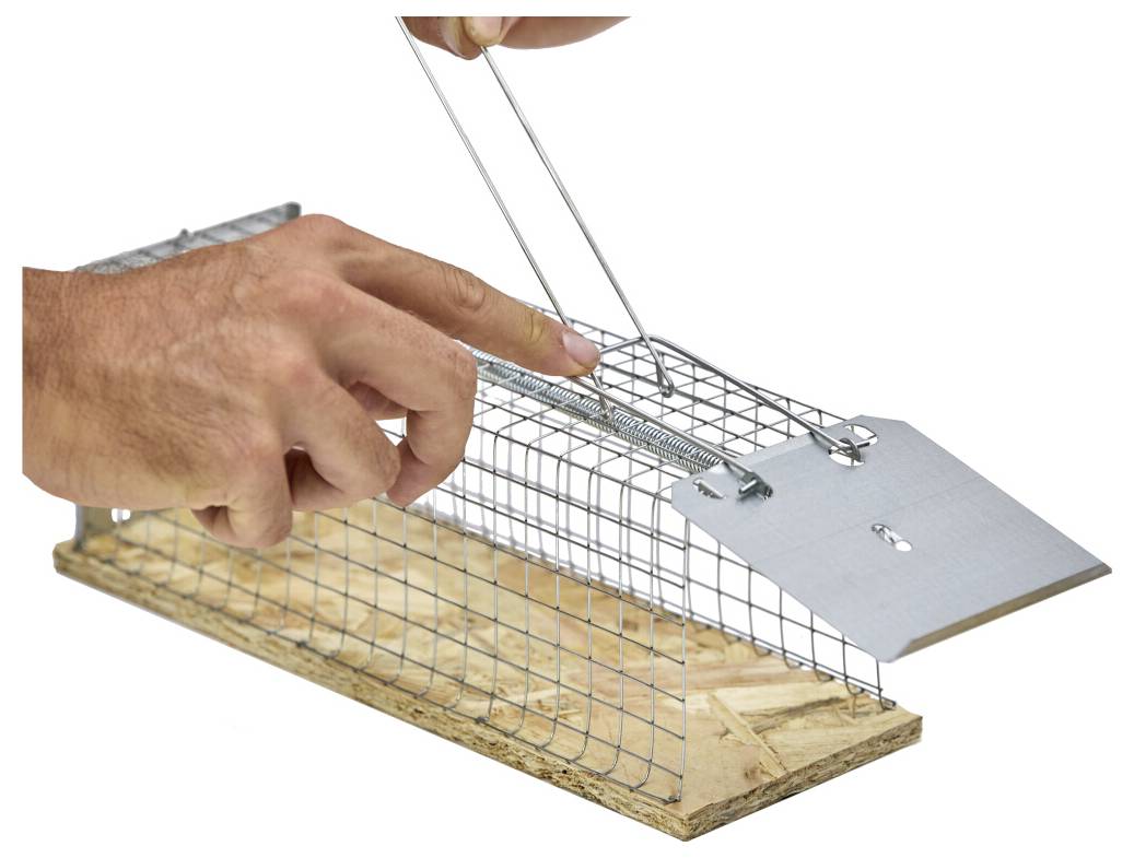 Hände montieren eine Drahtgitterfalle auf einer Holzbasis mit Metallwerkzeugen, wobei sich an einem Ende eine Schwenkplatte befindet.