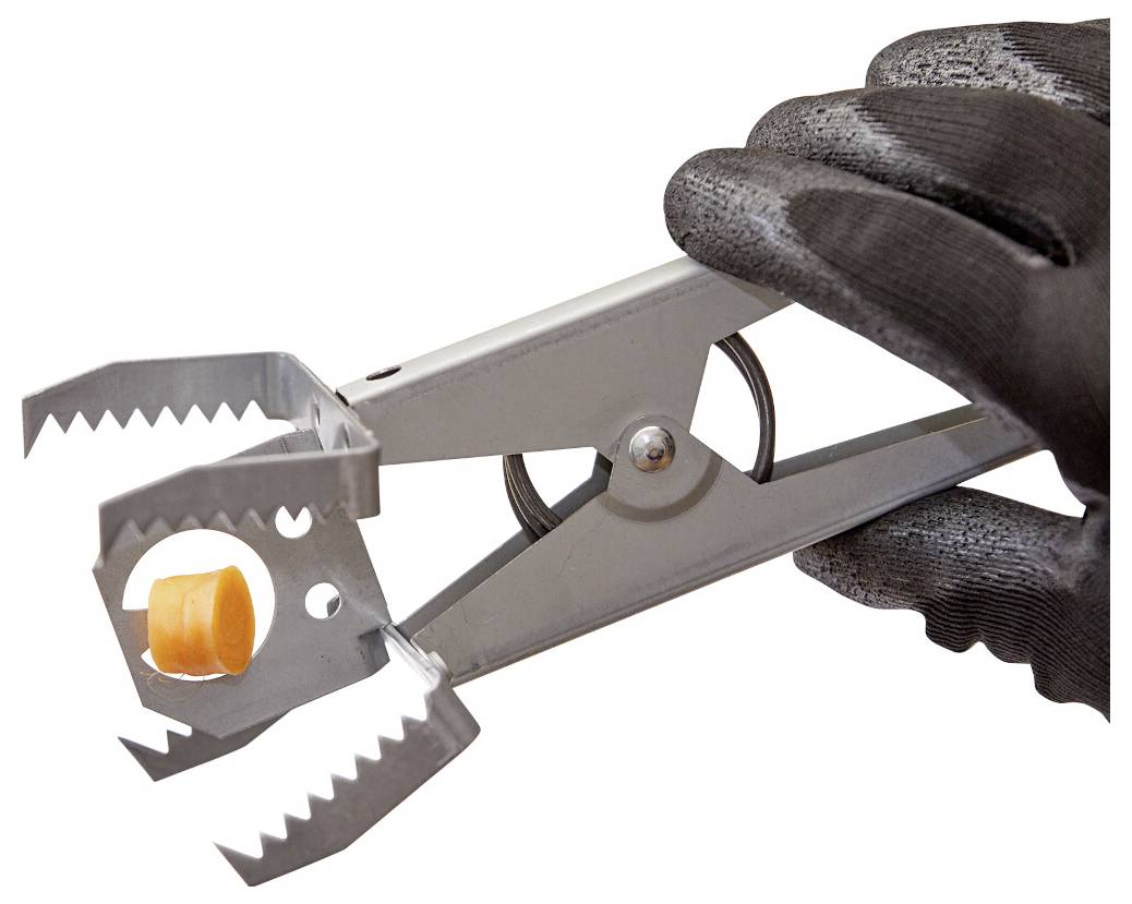 Handschuh-bedeckte Hand, die ein Metall-Pilzpflückerwerkzeug hält und eine kleine orangefarbene Pilzkappe umfasst