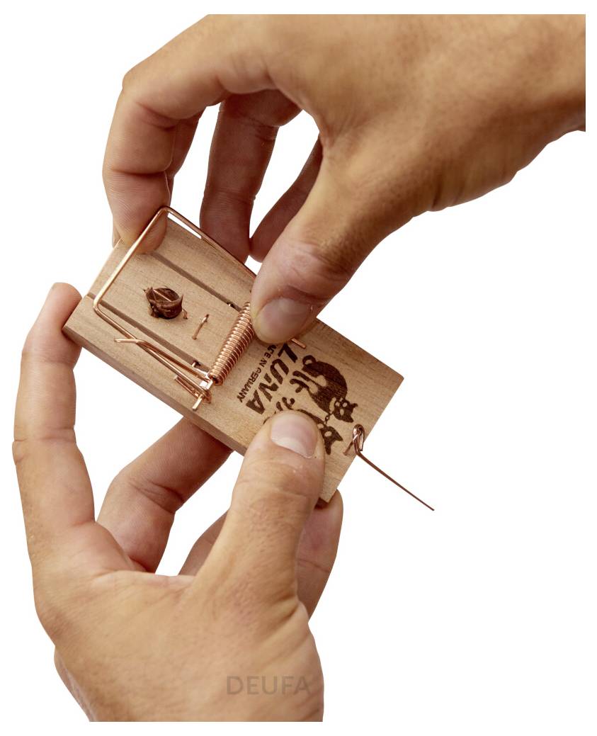 Hände stellen eine Holzmausefalle ein, wobei der Köder und der Federmechanismus sichtbar sind.