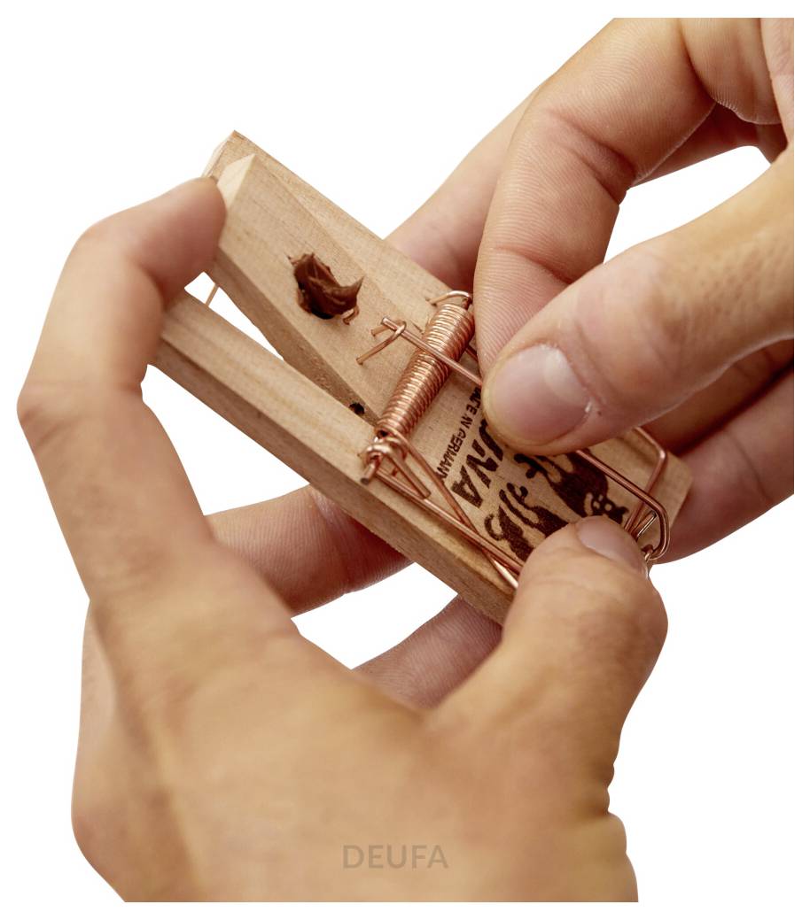 Hände, die eine Holzmausefalle auf weißem Hintergrund einrichten, indem sie die Kupferfeder zurückziehen.