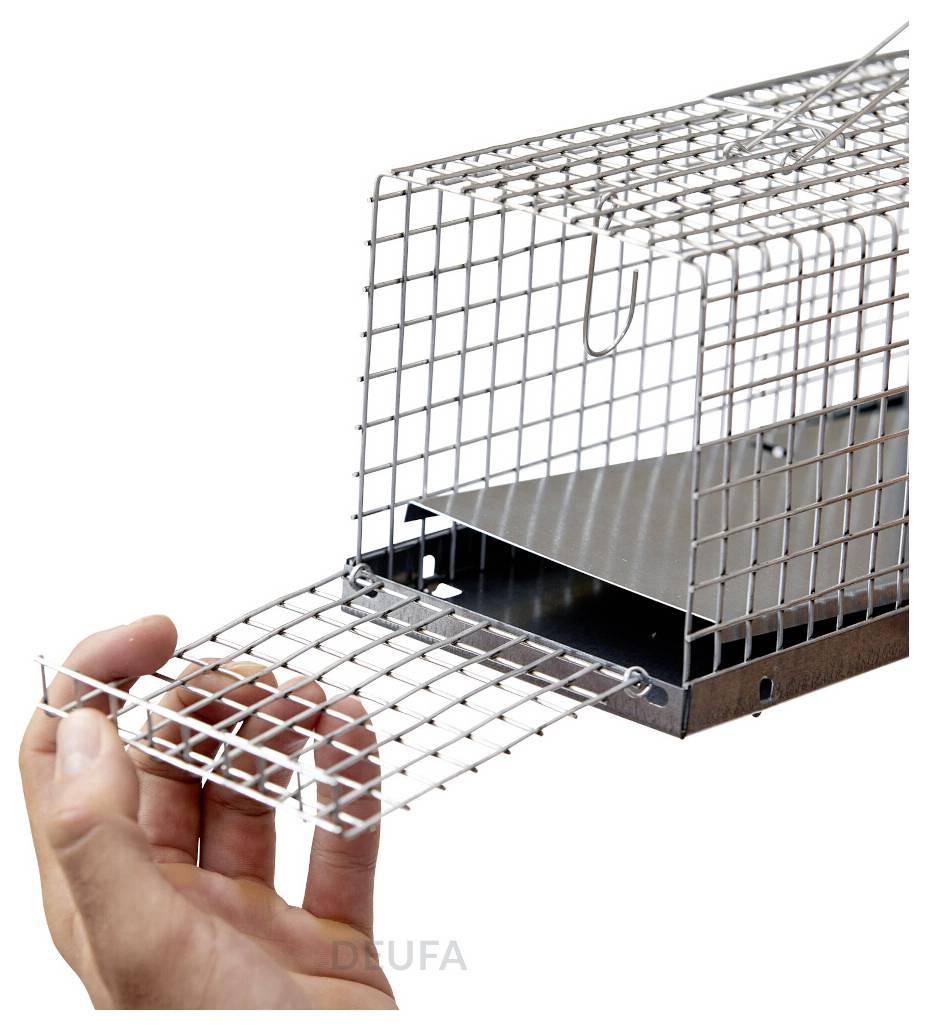 Hand öffnet die Vordertür einer Drahttierfalle mit einer Metallplatte innen, isoliert auf weißem Hintergrund.