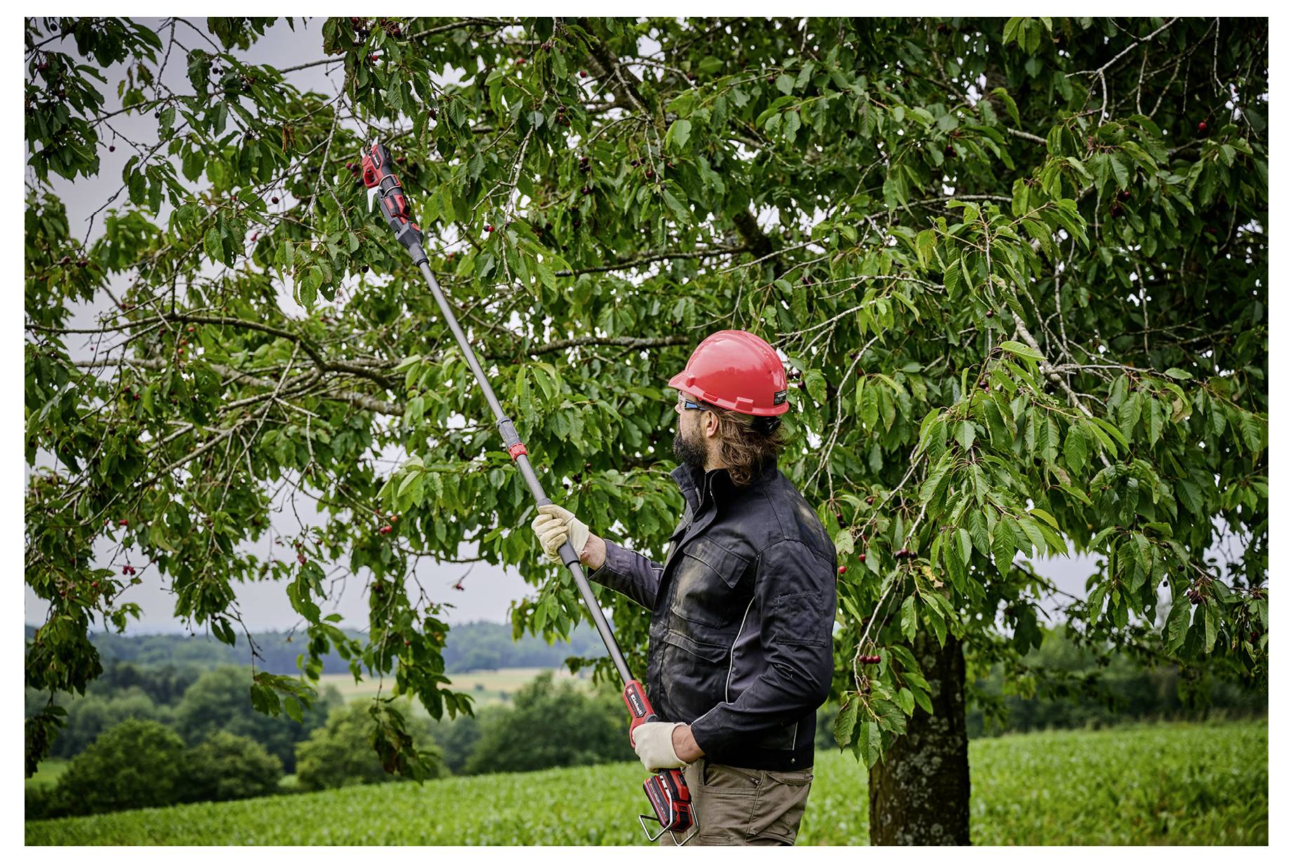 Ein Mann mit rotem Schutzhelm verwendet eine Astschere mit Teleskopstab, um Äste von einem Baum in einem grasbewachsenen Obstgarten oder Feld zu schneiden.
