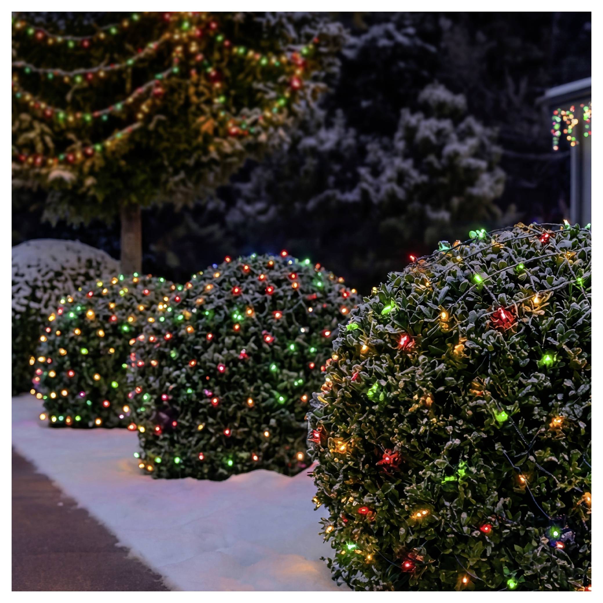 Schneebedeckte Sträucher und ein Baum sind entlang eines Gehwegs in der Nacht mit bunten Weihnachtslichtern geschmückt.