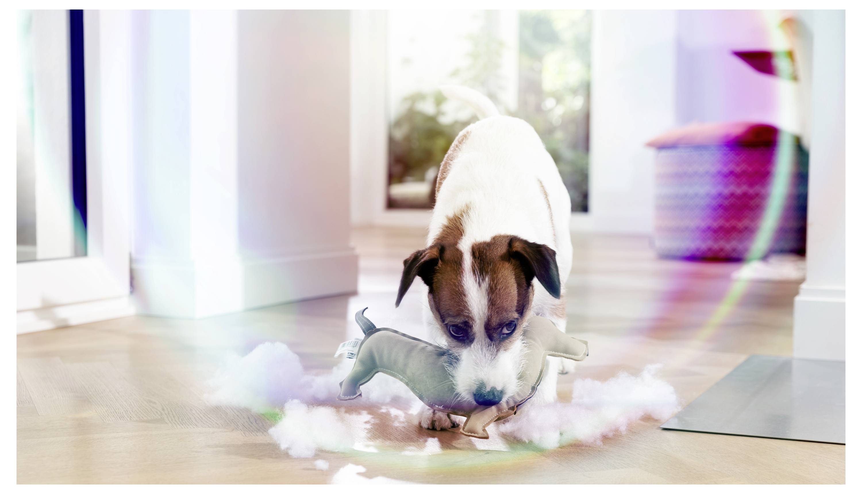 Kleiner Hund kaut auf einem Spielzeug mit Füllung auf einem Fußboden in Innenräumen, wobei Spielzeugfüllung um ihn herum verstreut ist.