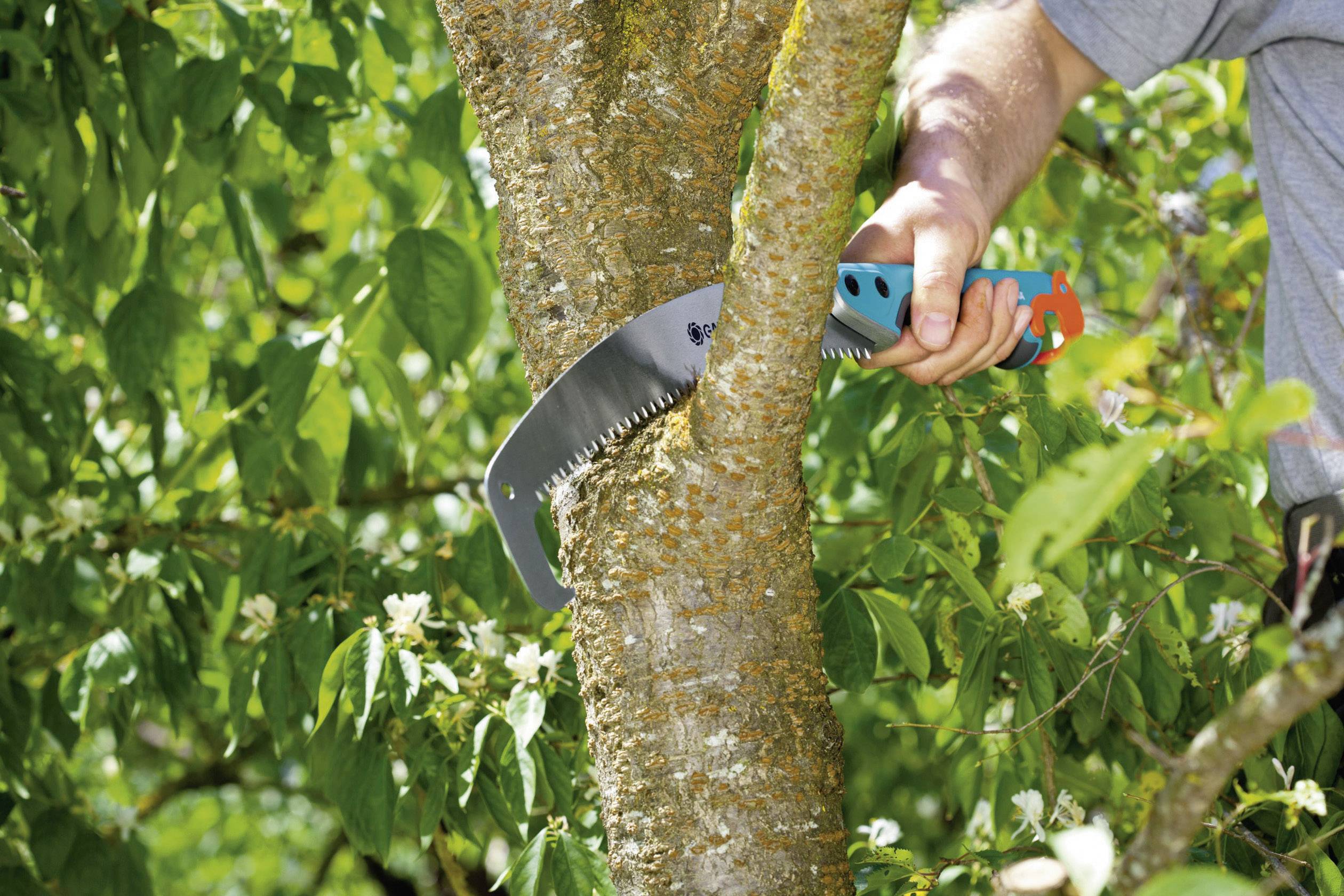 Eine Person sägt mit einer Handsäge einen Ast von einem Baum. Der Baum hat grüne Blätter und einige weiße Blüten.