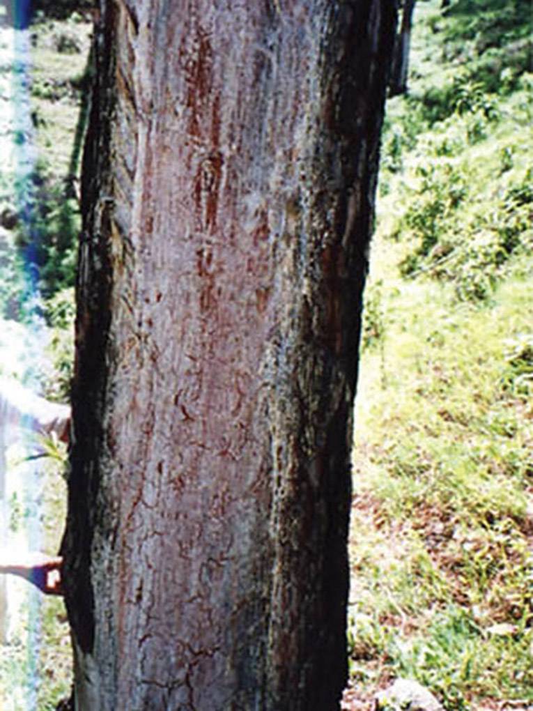 Swissinno Anzündhölzer Holz 1 200 115 Flame-Flash Anzünder