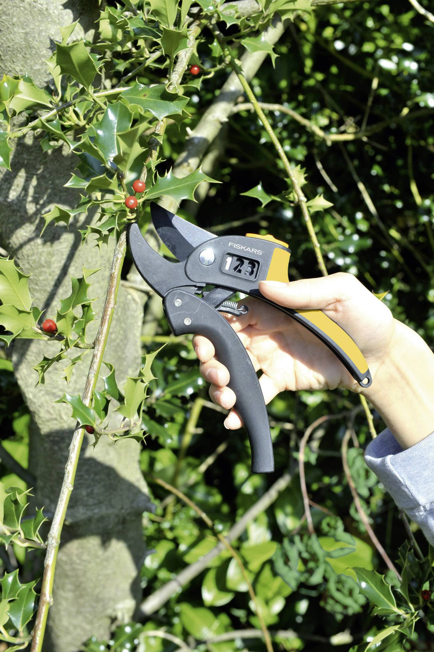 Eine Hand schneidet mit einer Astschere einen Zweig von einem Baum mit dornigen Blättern und roten Beeren ab.