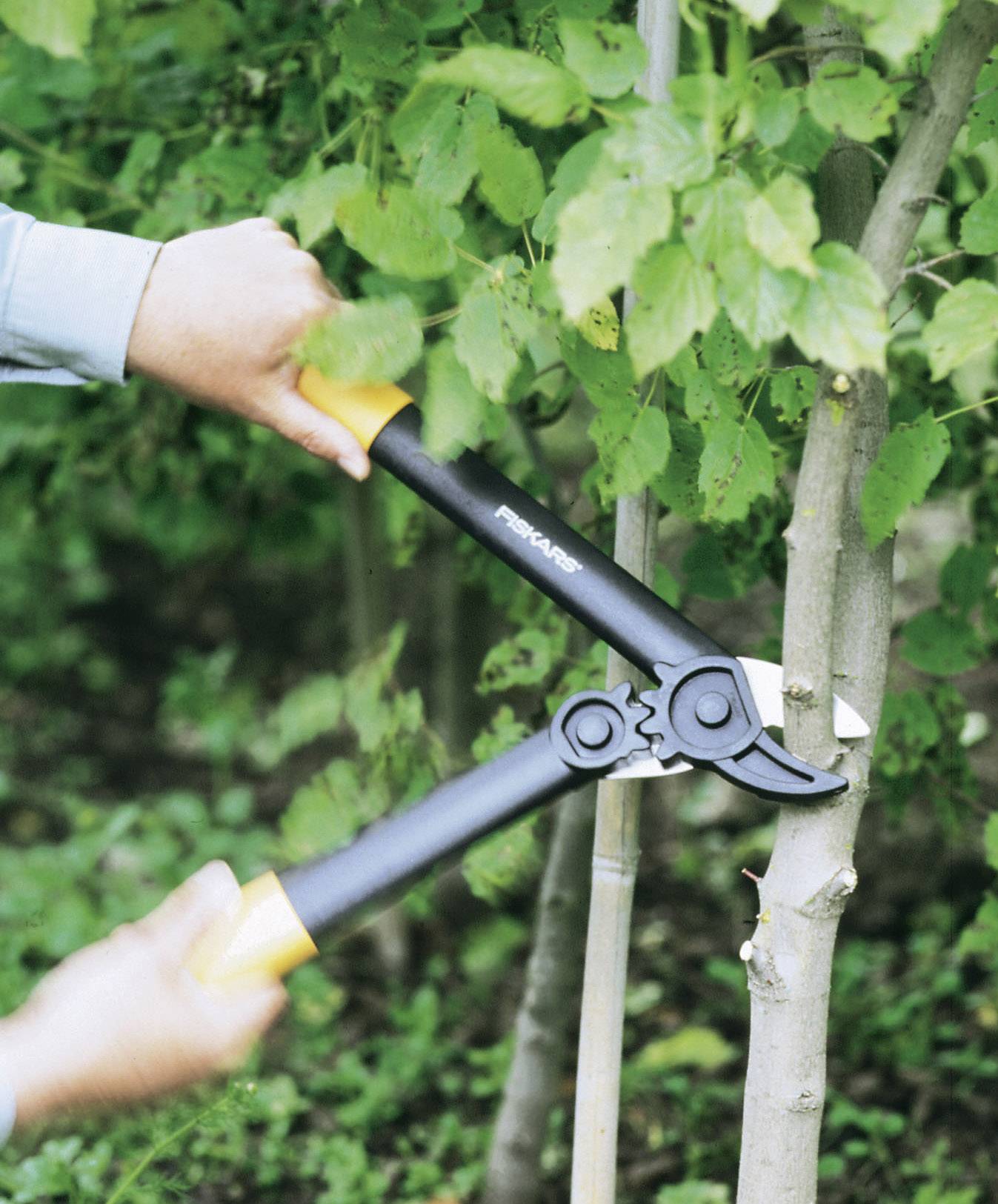 Person schneidet mit einer Astschere einen kleinen Baum. Es geht um Baumpflege im Garten.