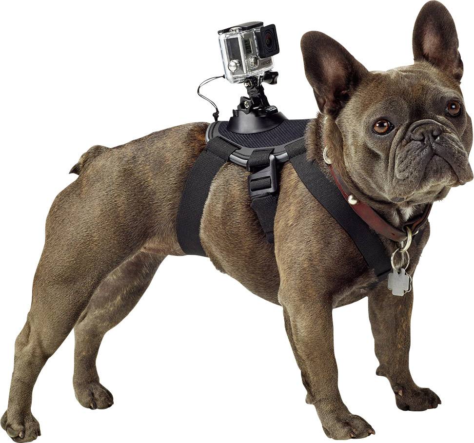 GoPro Fetch Hundegeschirr GoPro